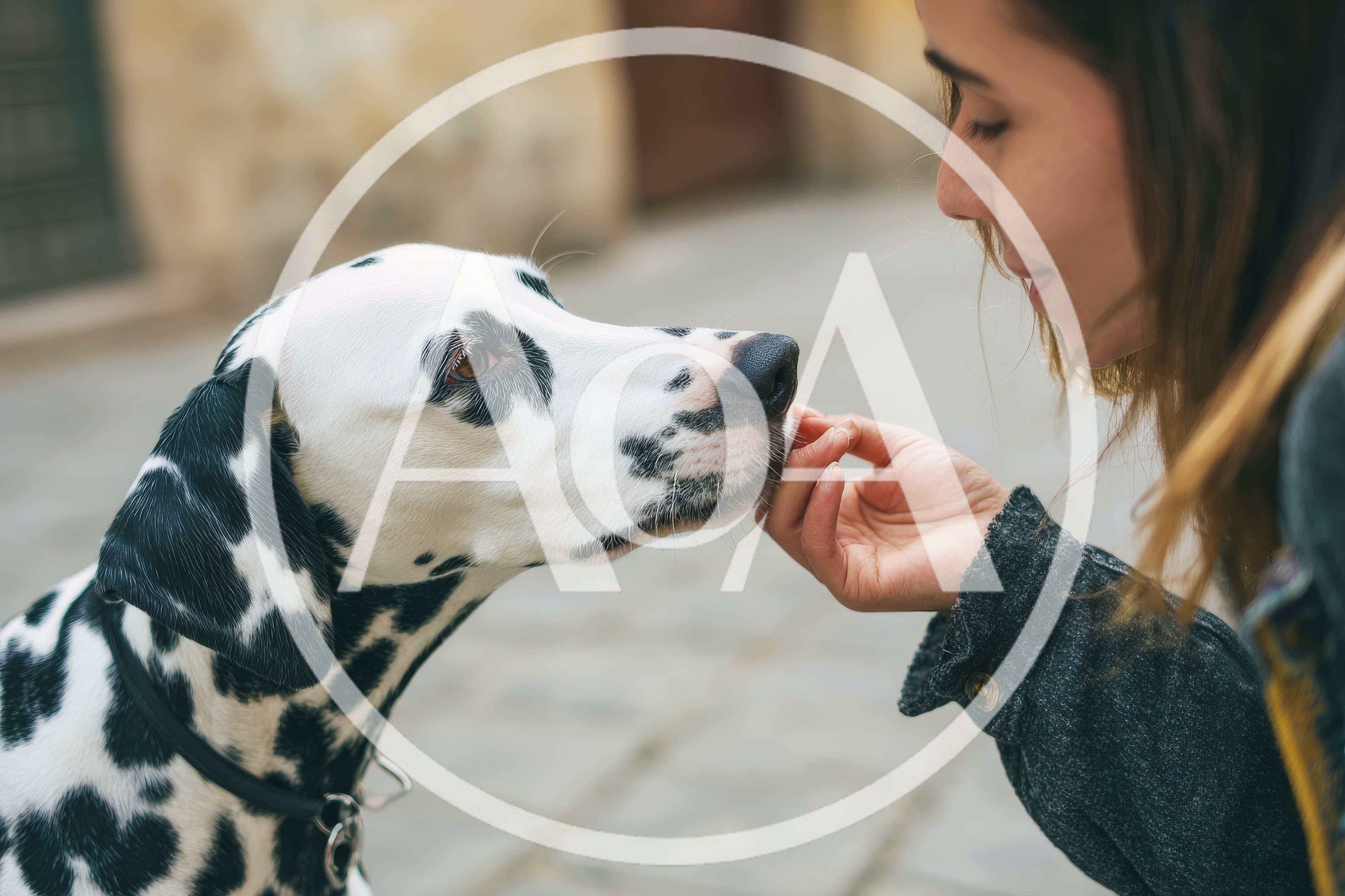 Young Woman Feeding Her Dalmatian Dog Outdoors