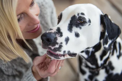 Woman Feeding A Treat To Her Dalmatian Dog