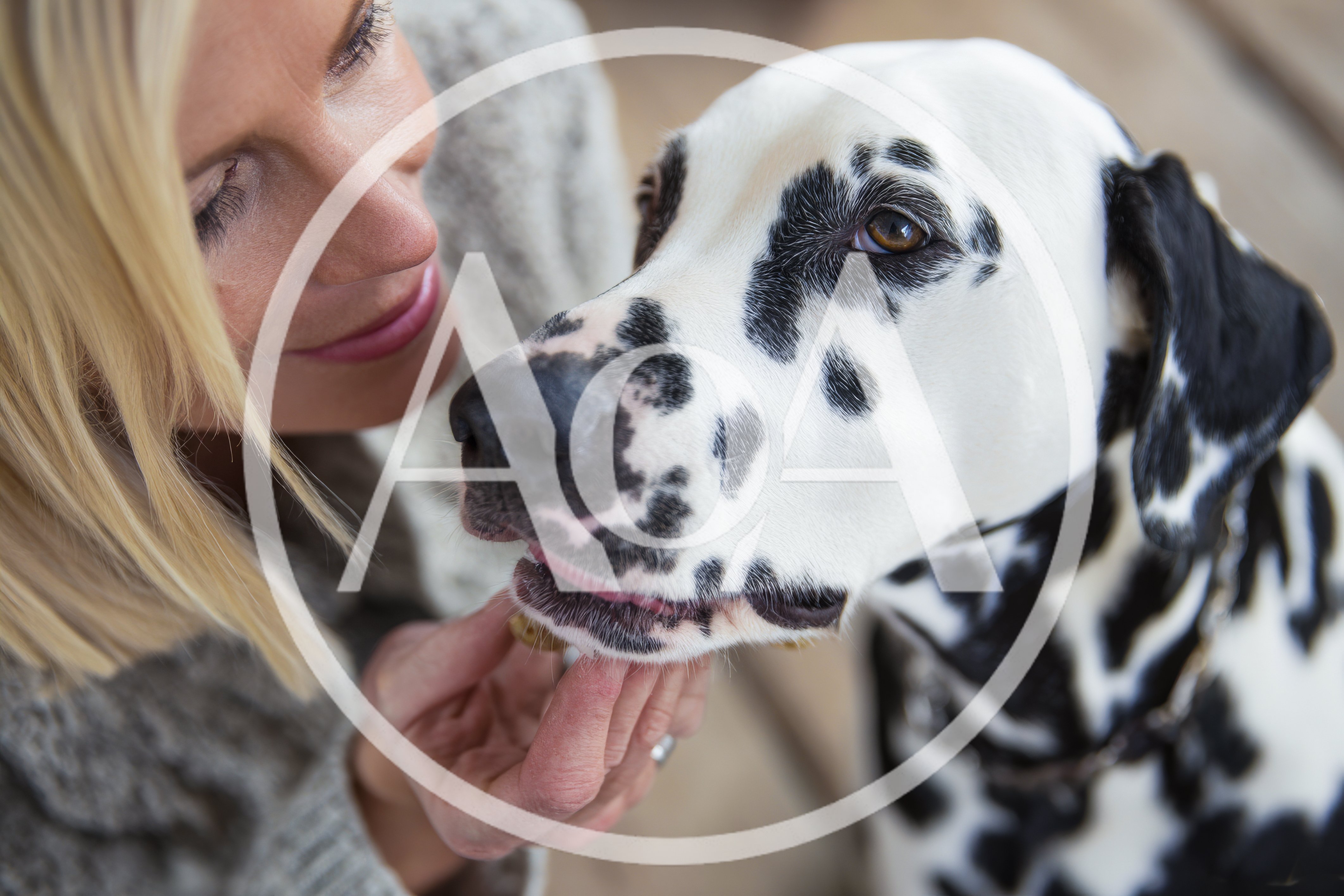 Woman Feeding A Treat To Her Dalmatian Dog