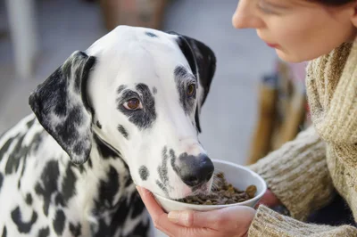 Woman Feeding Her Dalmatian Dog From A Bowl