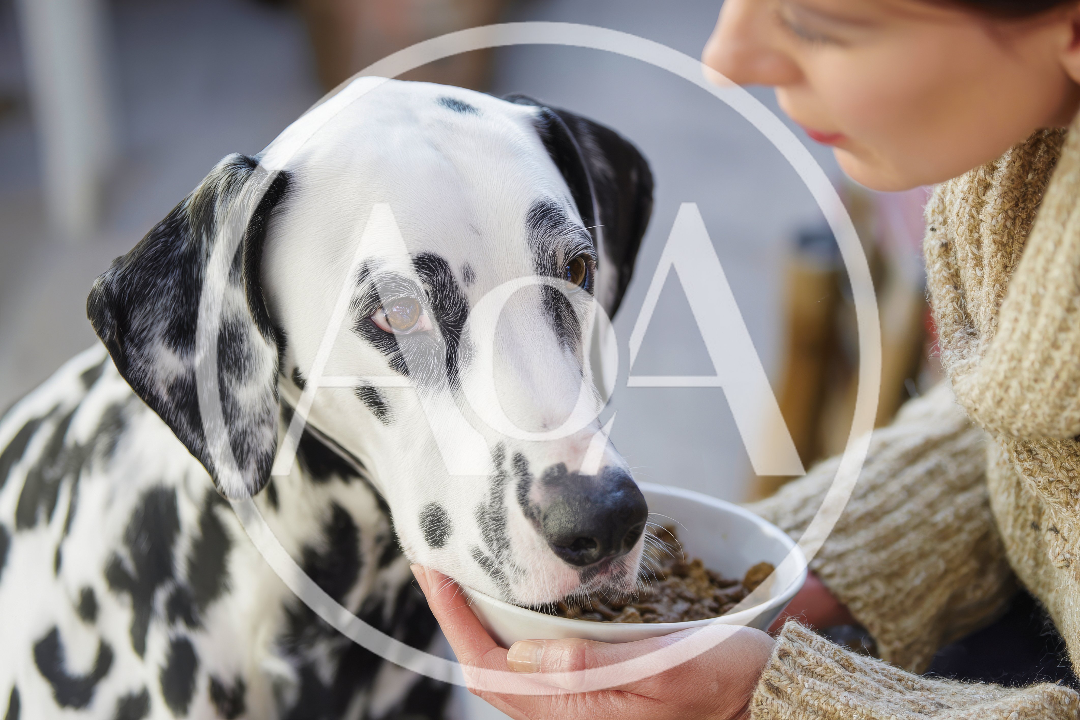 Woman Feeding Her Dalmatian Dog From A Bowl