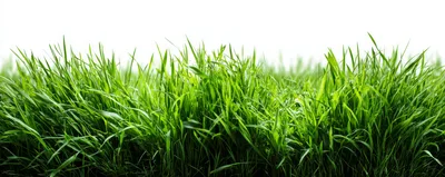 Lush Green Grass Blades Against White Background