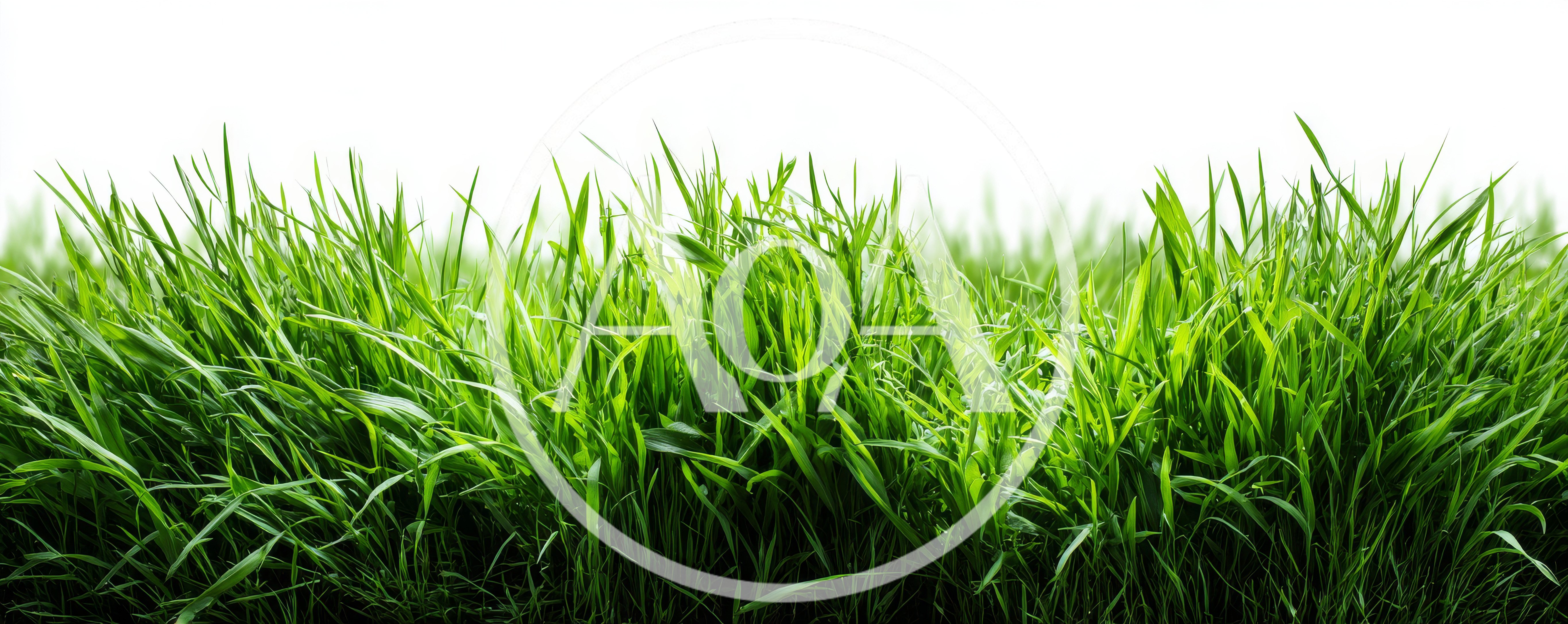 Lush Green Grass Blades Against White Background