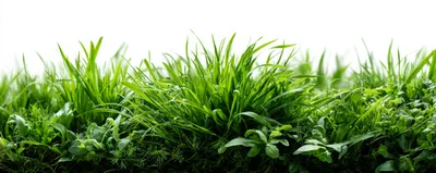 Lush Green Grass Blades Against White Background