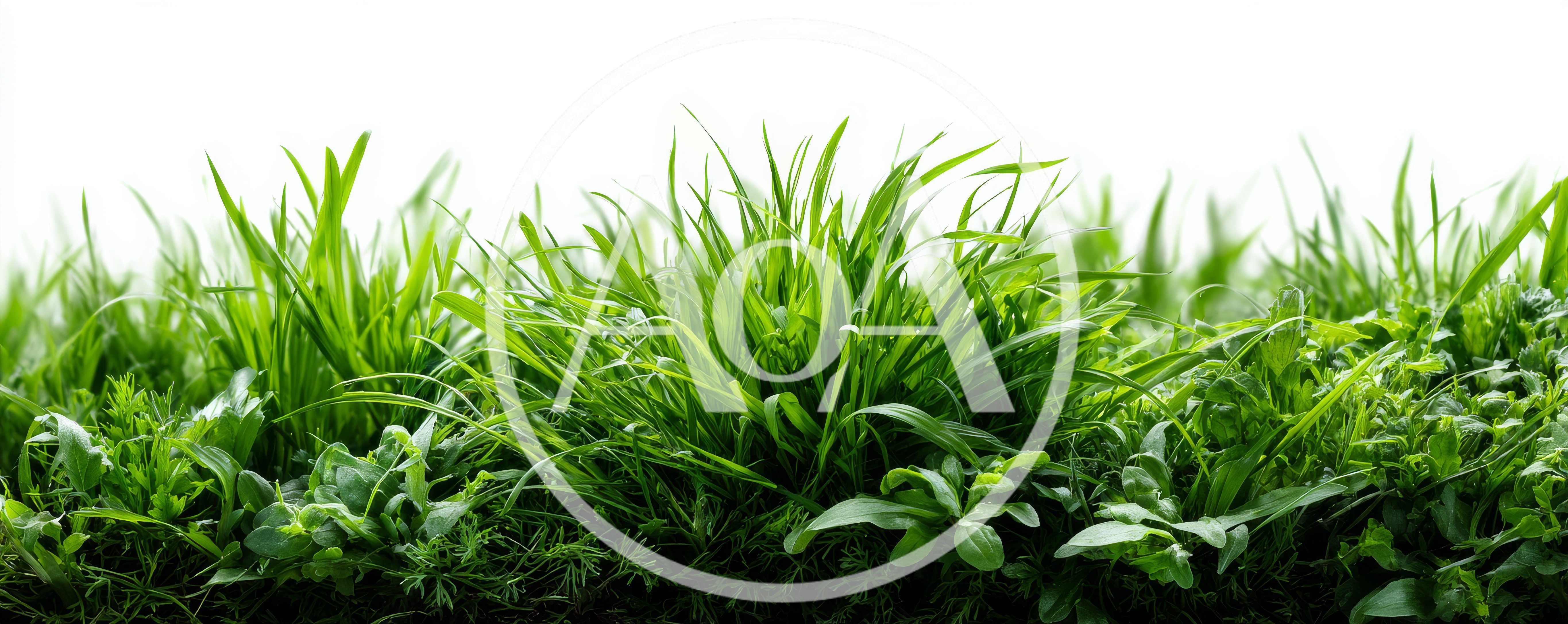 Lush Green Grass Blades Against White Background