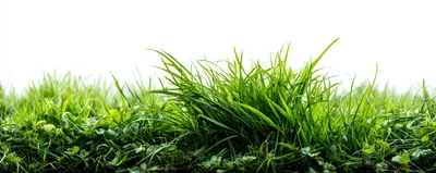 Lush Green Grass Blades Against White Background