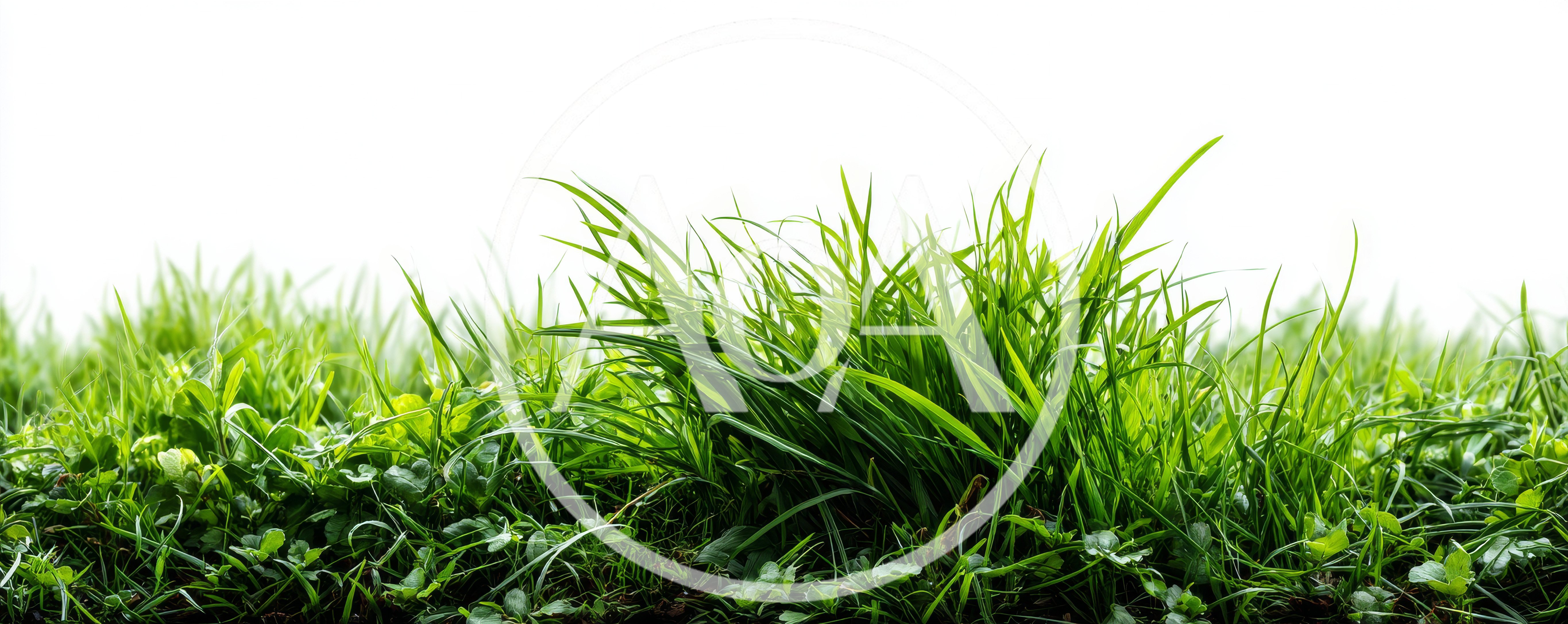 Lush Green Grass Blades Against White Background