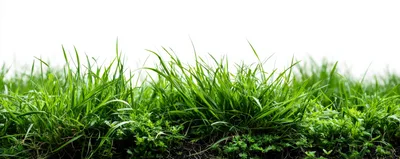 Lush Green Grass Blades Against White Background