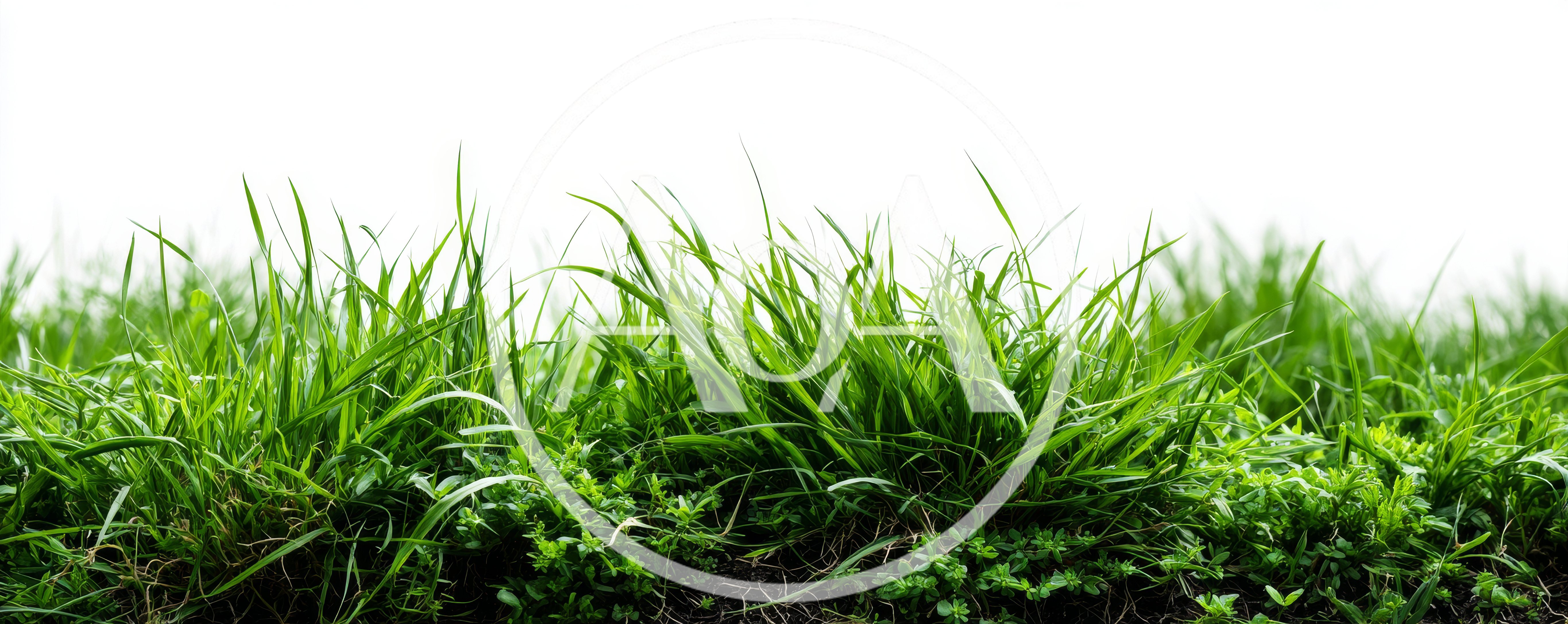 Lush Green Grass Blades Against White Background