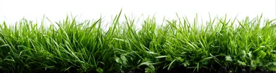 Fresh Green Grass Blades Isolated On White Background