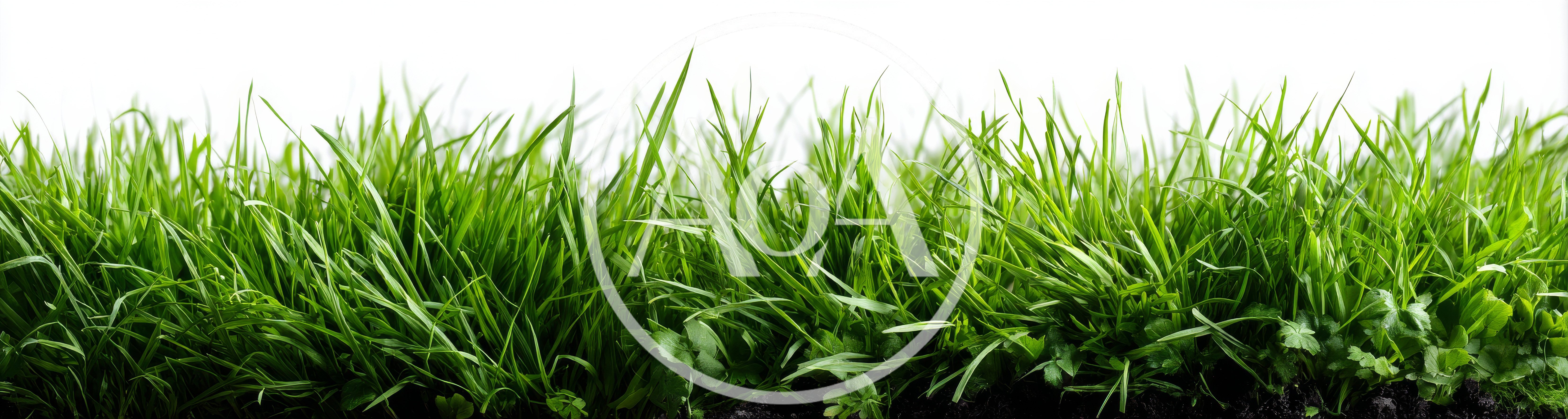 Fresh Green Grass Blades Isolated On White Background