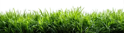 Lush Green Grass Blades Isolated On White Background
