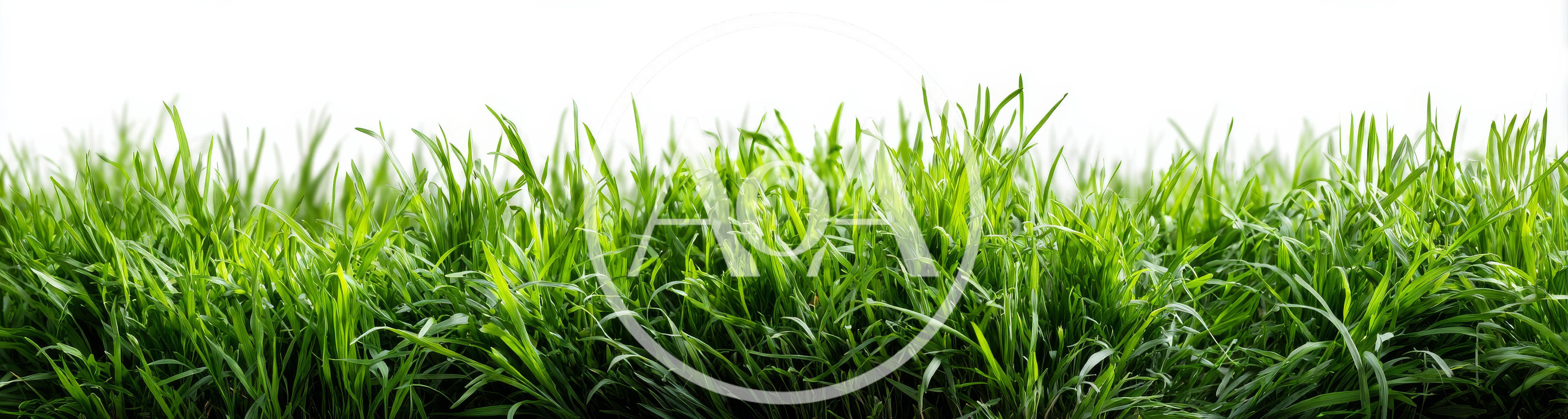 Lush Green Grass Blades Isolated On White Background