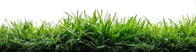 Lush Green Grass Blades Isolated On White Background