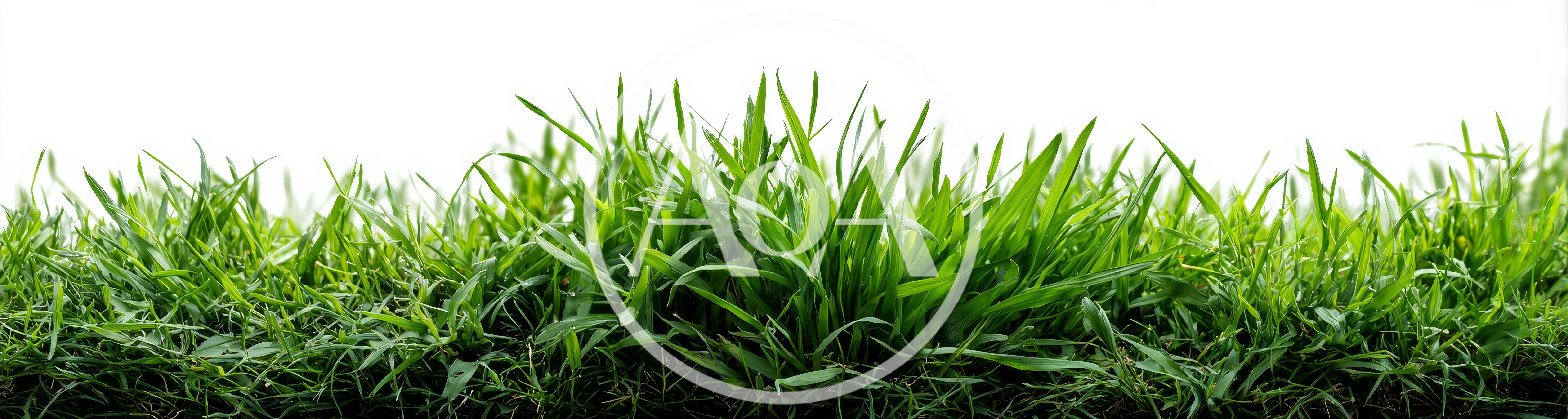 Lush Green Grass Blades Isolated On White Background