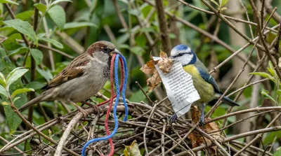 House Sparrow and Blue Tit Gathering Nesting Materials