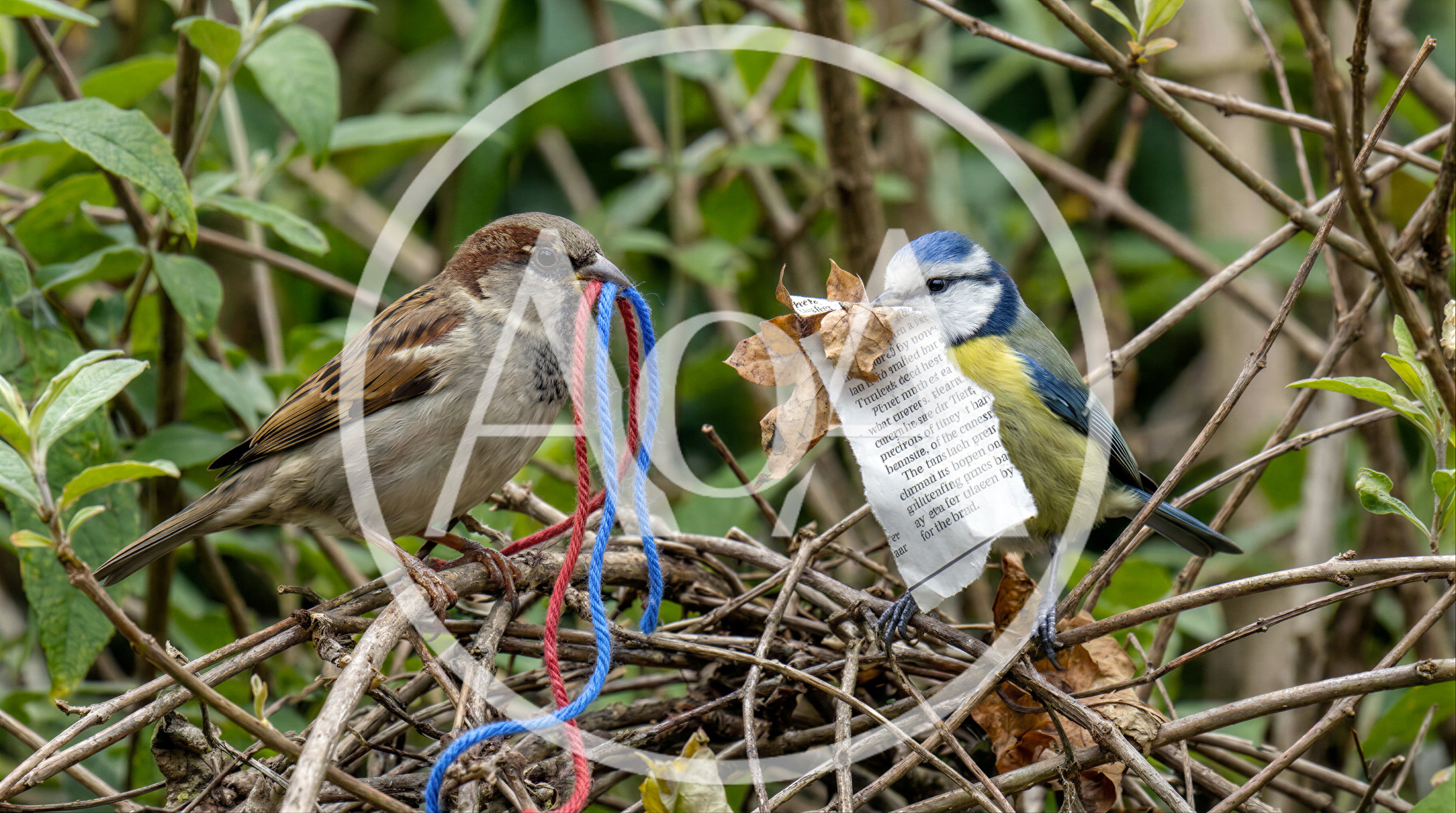House Sparrow and Blue Tit Gathering Nesting Materials