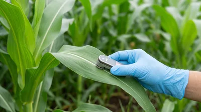 Agricultural Scientist Testing Corn Leaf Health With Sensor