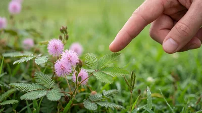 Human Finger Touching Sensitive Mimosa Pudica Plant