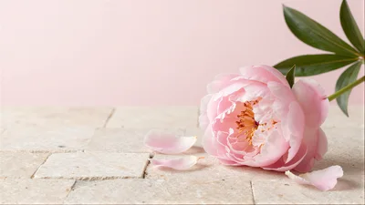 Single Pink Peony Flower on Stone Surface