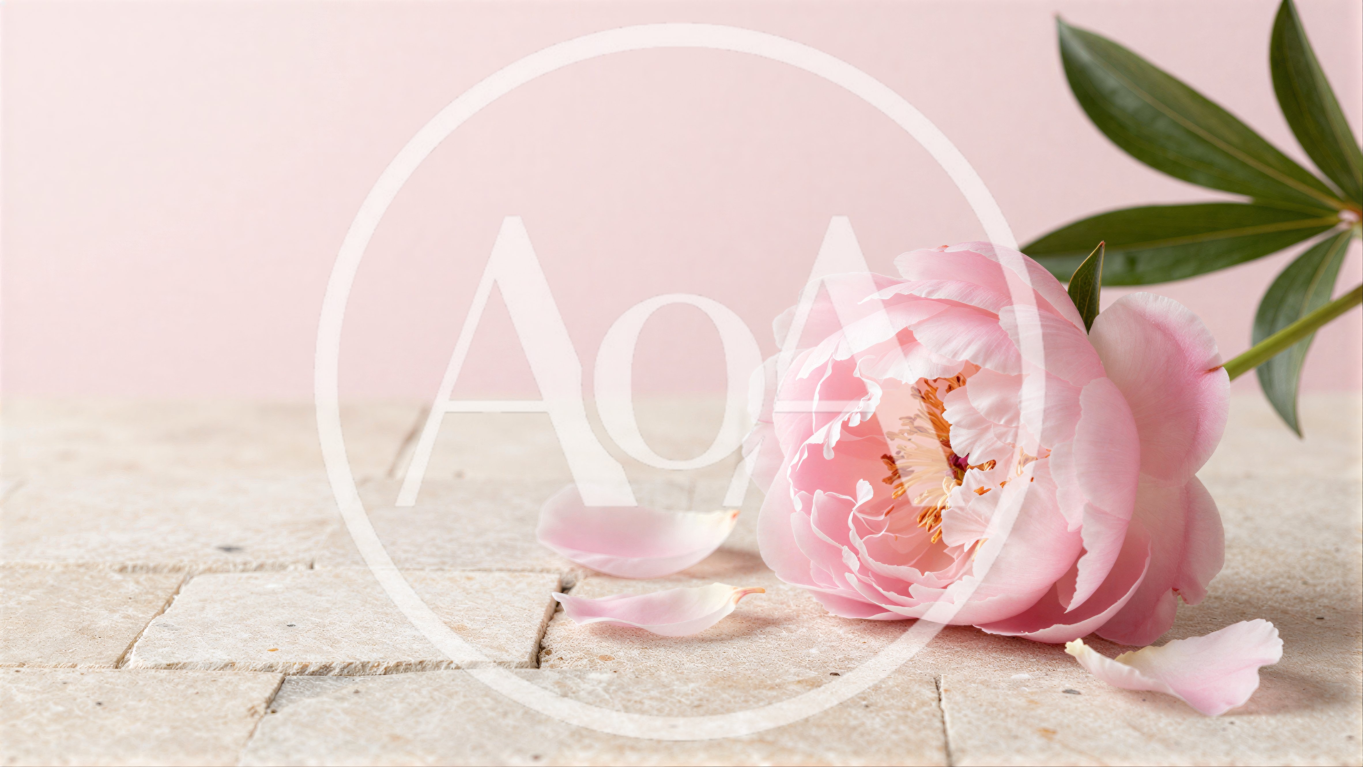 Single Pink Peony Flower on Stone Surface