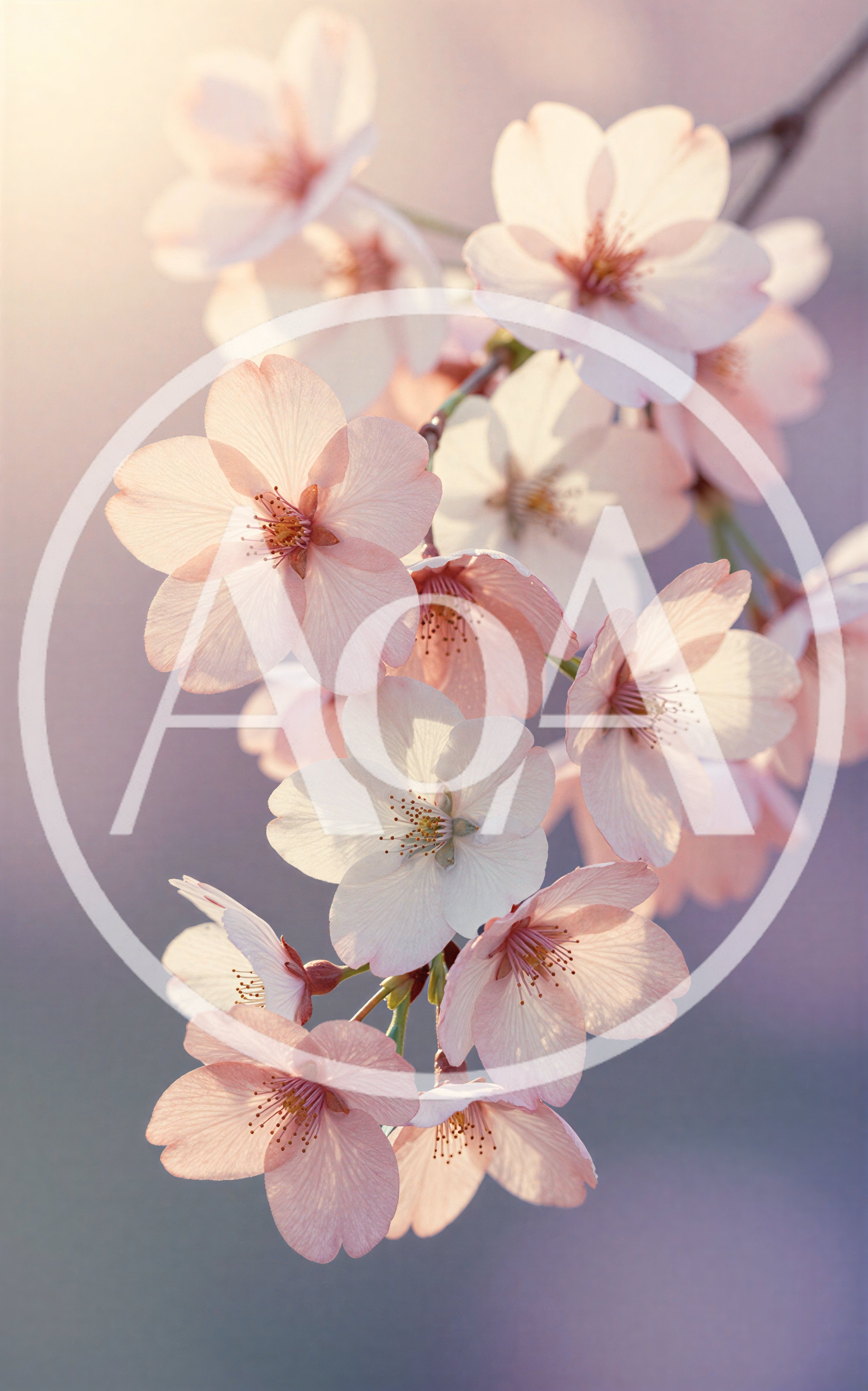 Delicate Pink Cherry Blossom Flowers In Spring