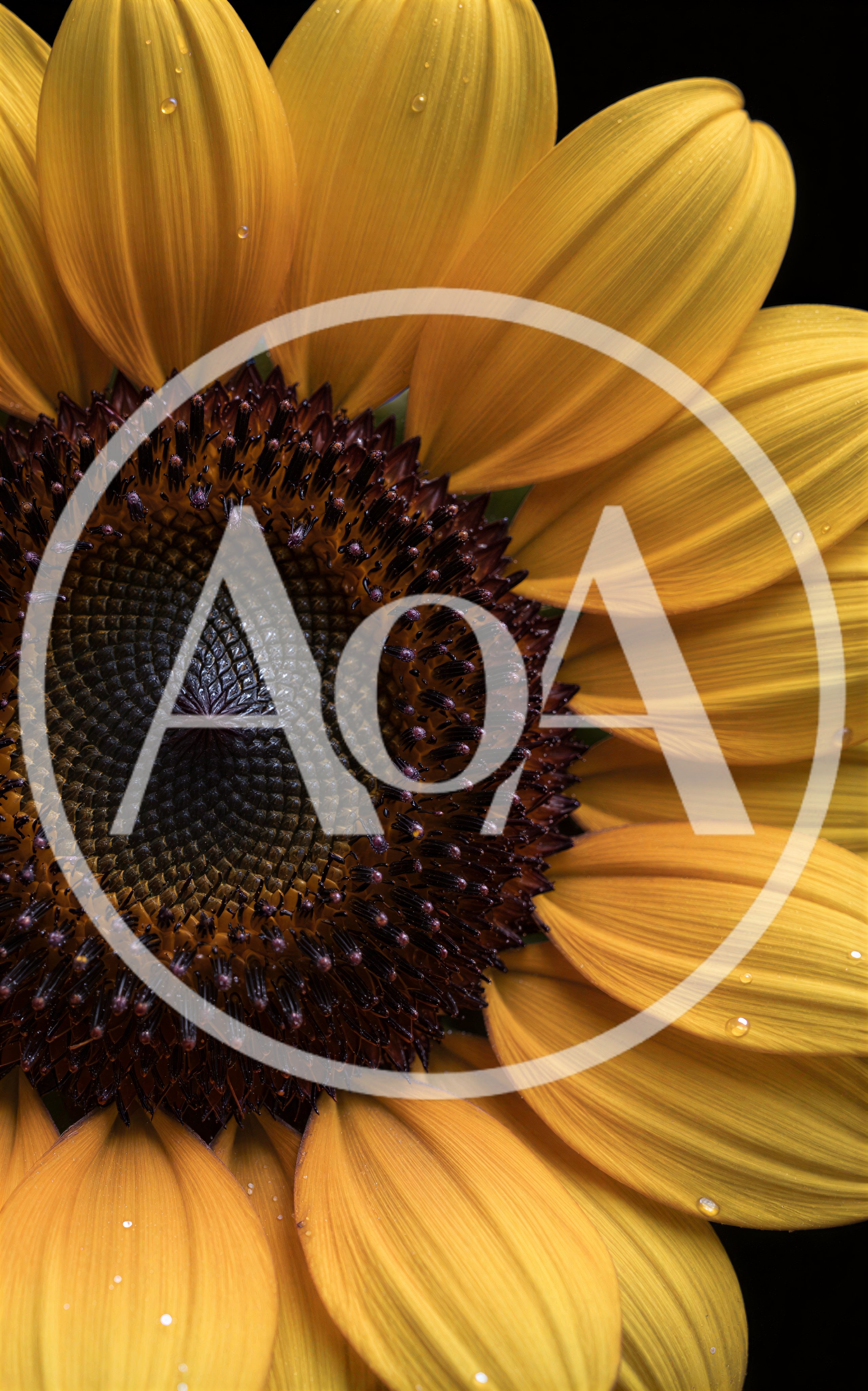 Macro Close Up Of A Vibrant Sunflower Bloom