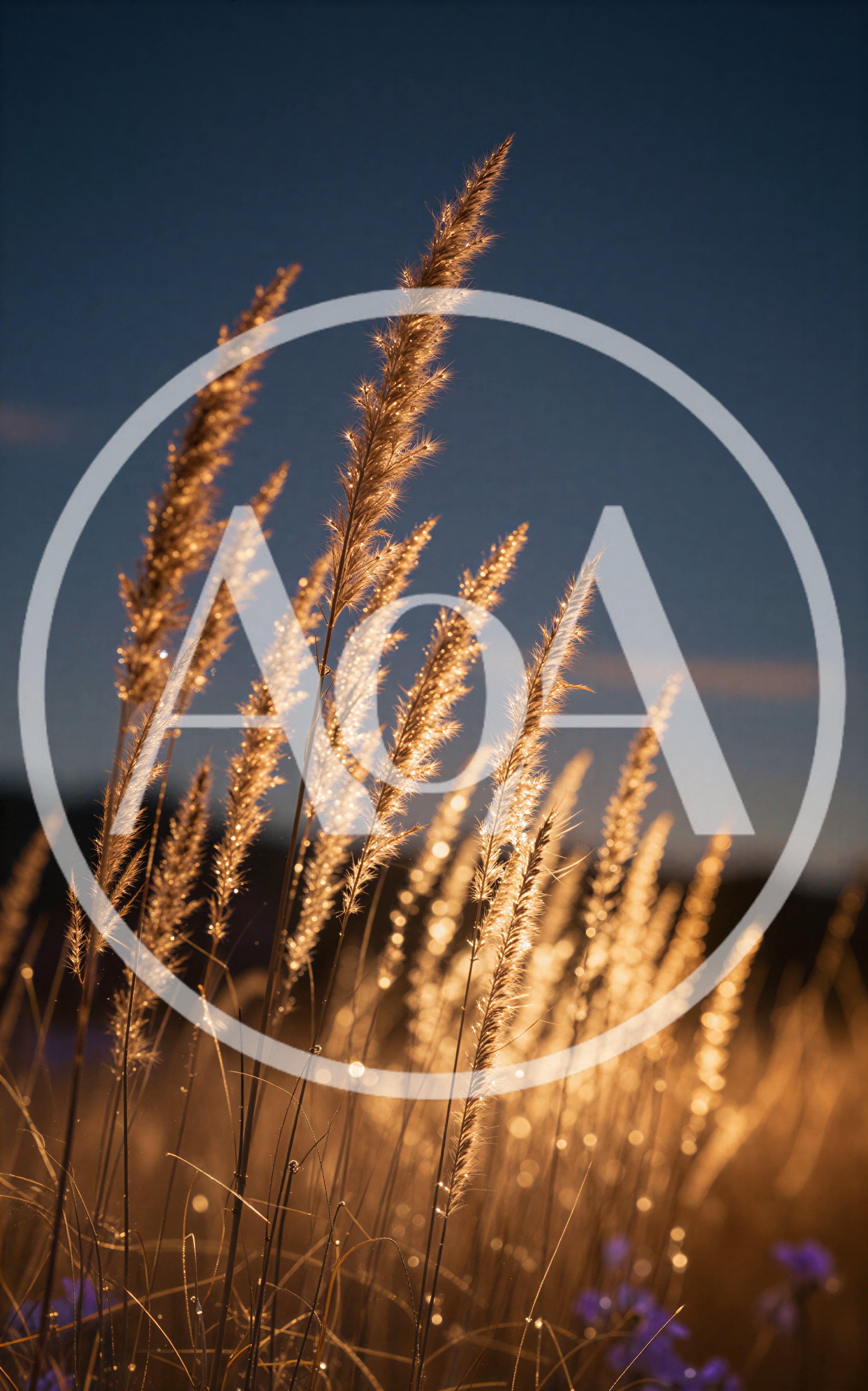 Golden Grass Stalks Glowing In Sunset Light