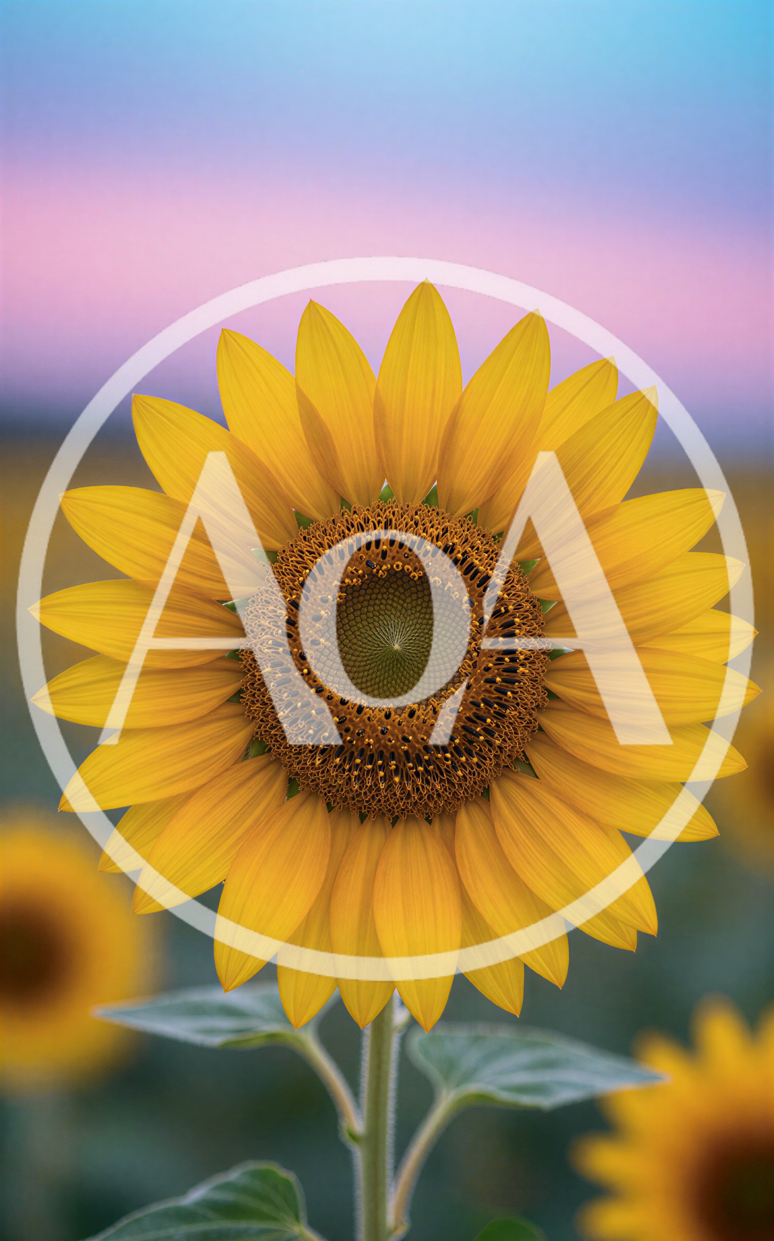 Single Sunflower Bloom Against A Soft Pastel Sunset