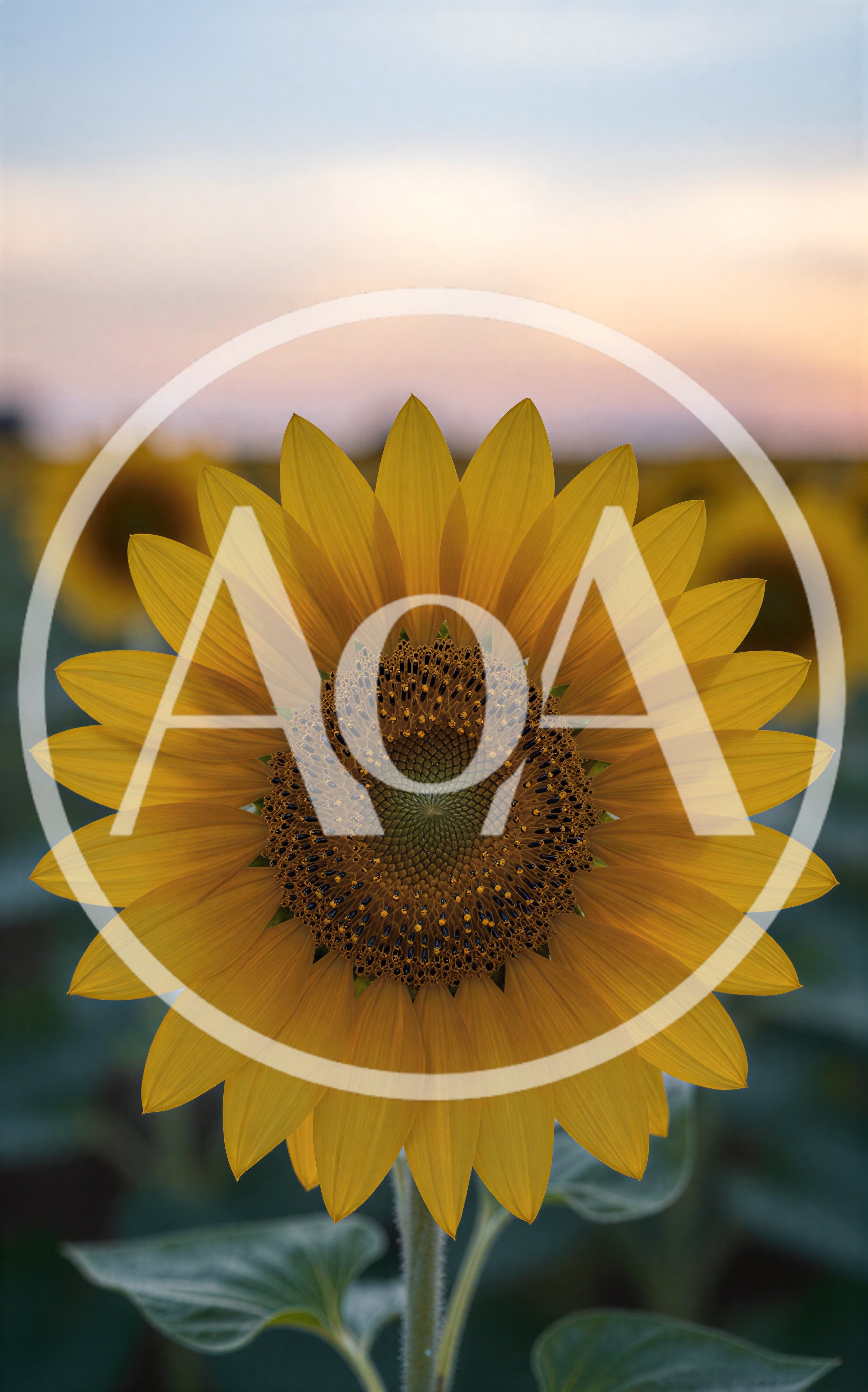 Single Sunflower Bloom in a Field at Sunset