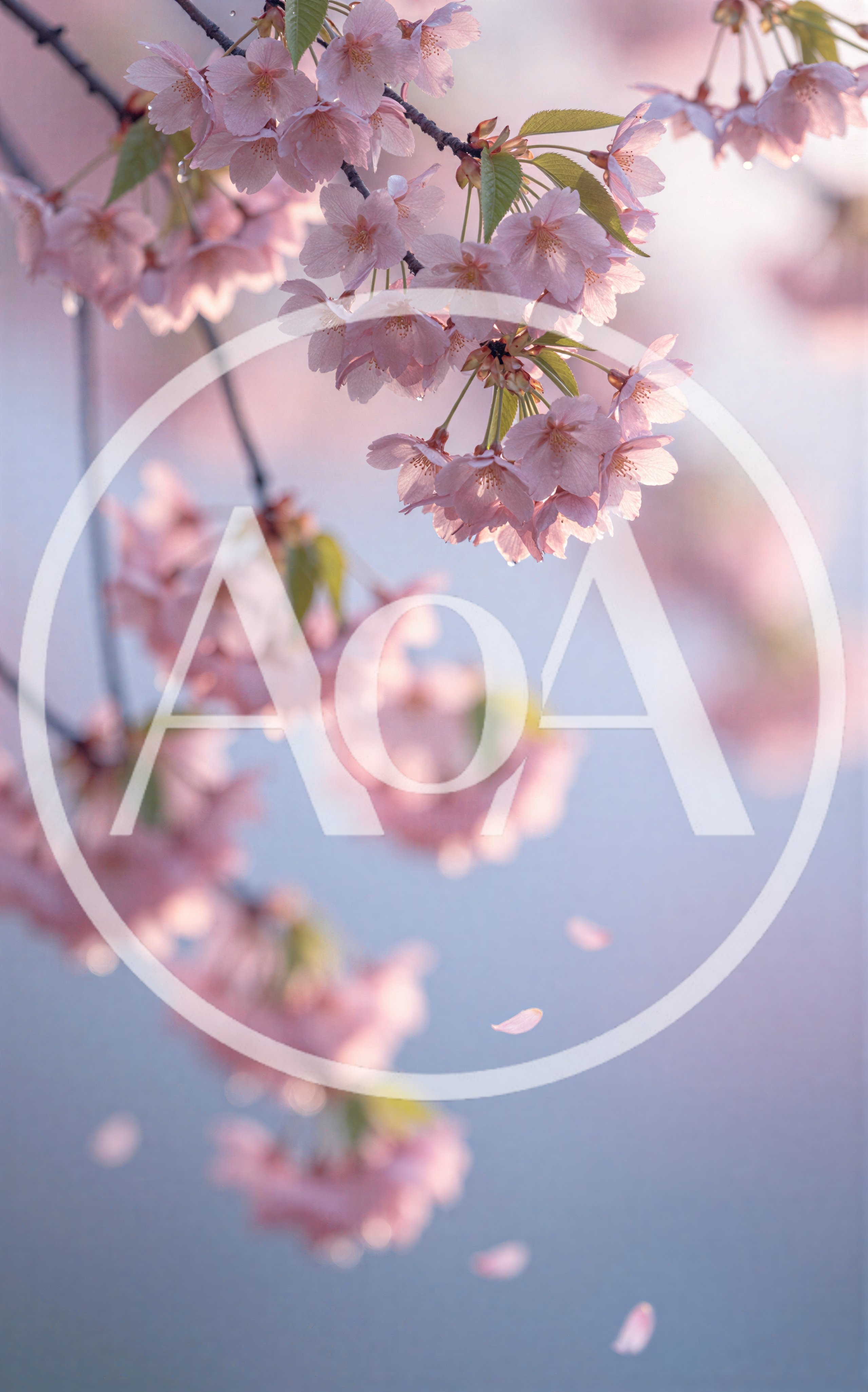 Soft Pink Cherry Blossoms Blooming In Spring