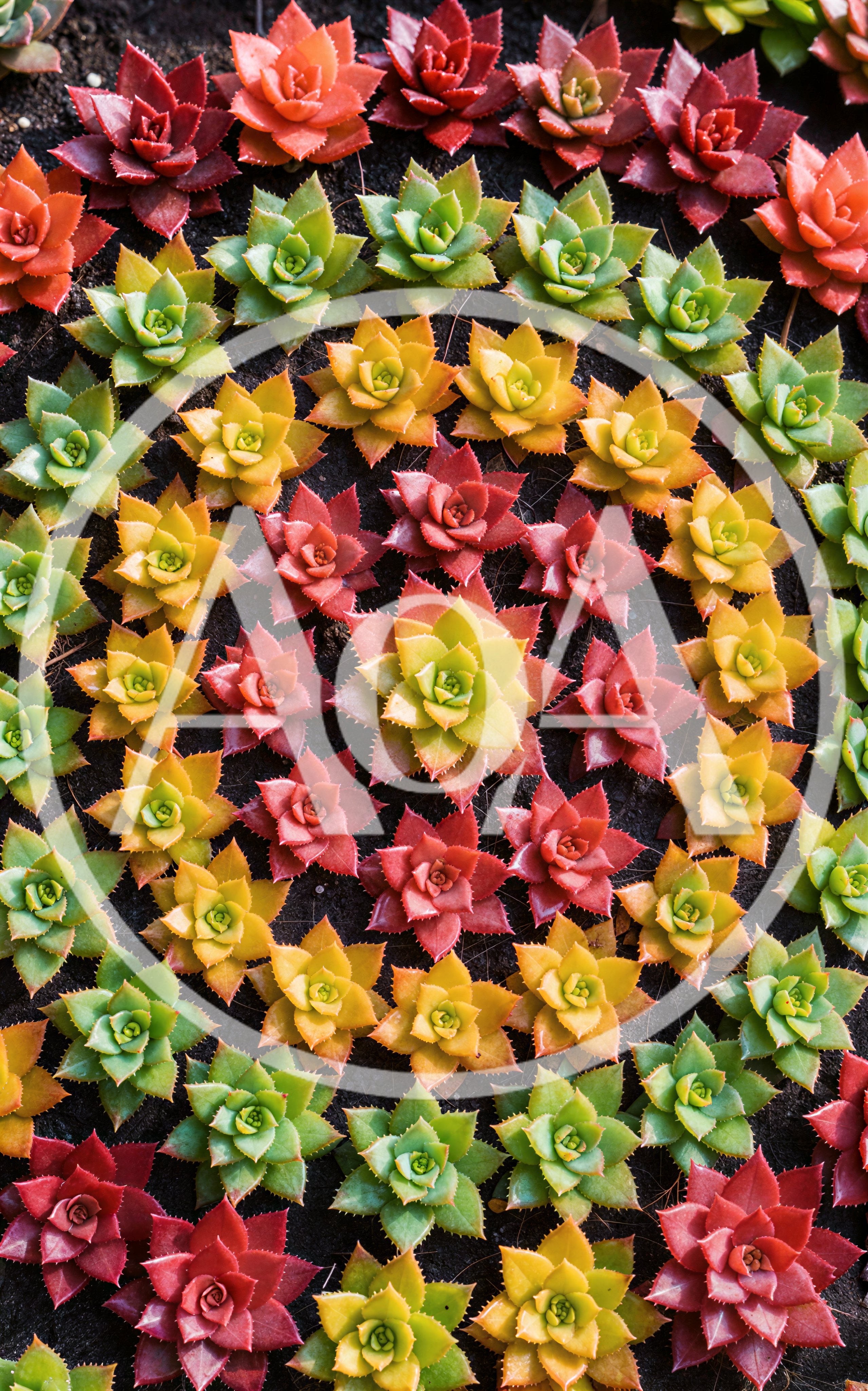 Colorful Succulent Plants Arranged In A Geometric Pattern