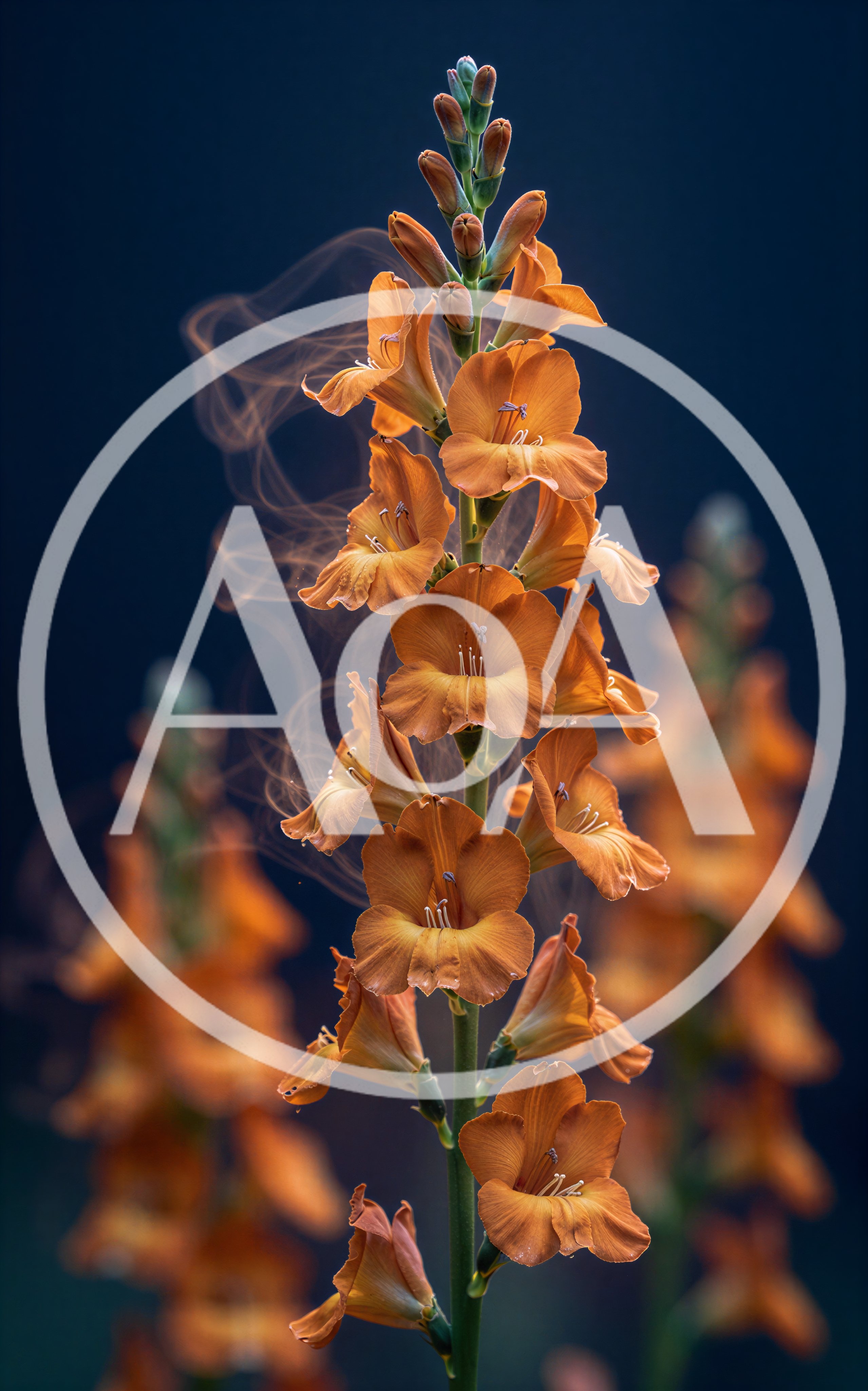 Orange Gladiolus Flowers With Ethereal Smoke Trails