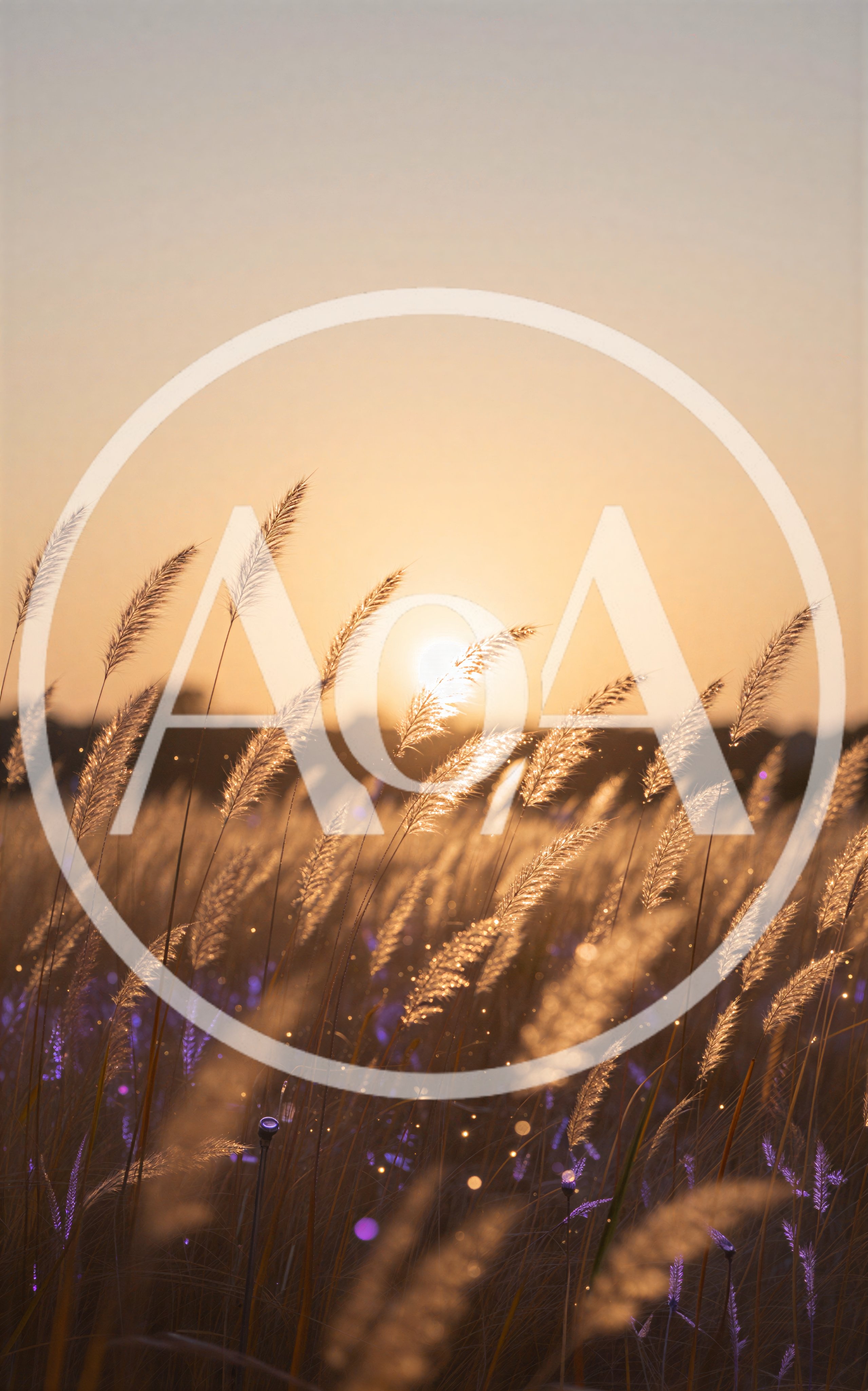 Golden Grass Field At Sunset