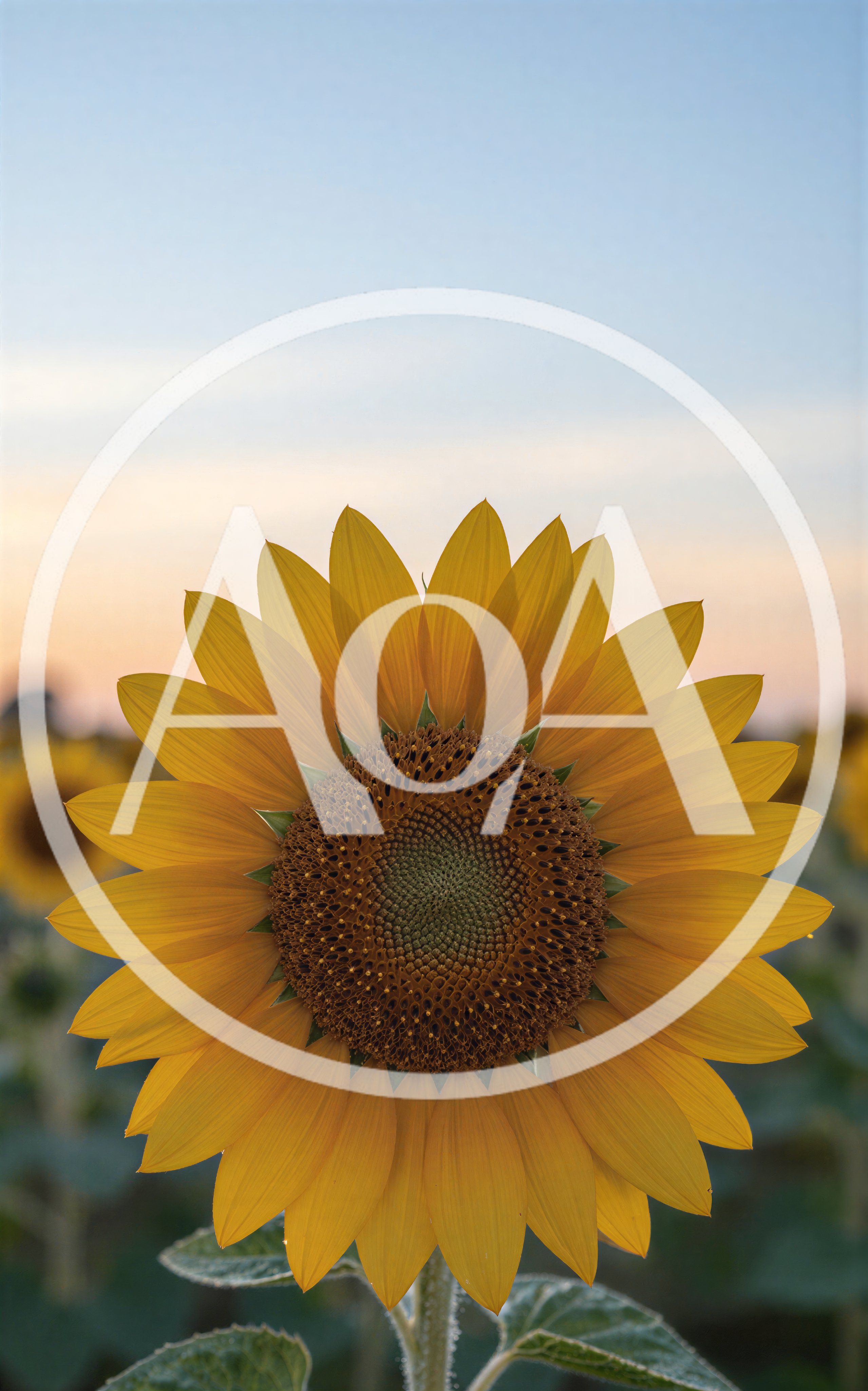 Single Sunflower Bloom in a Field at Sunset