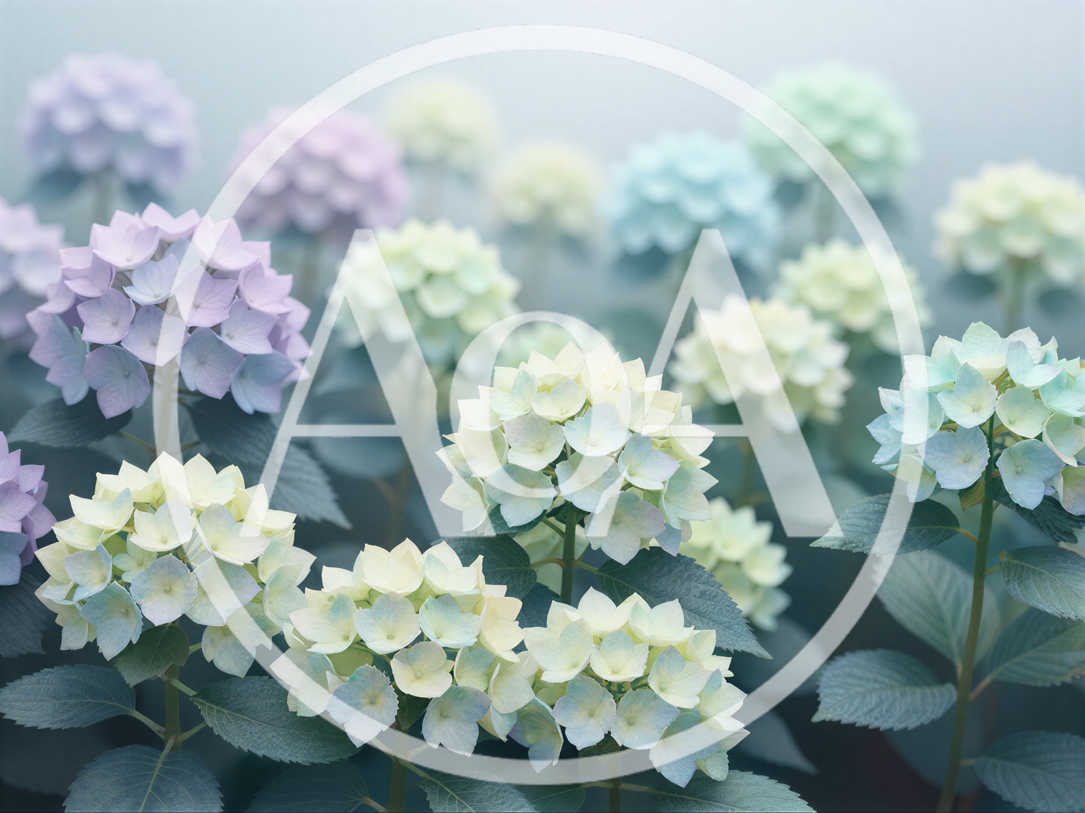 Soft Pastel Hydrangea Flowers In A Garden