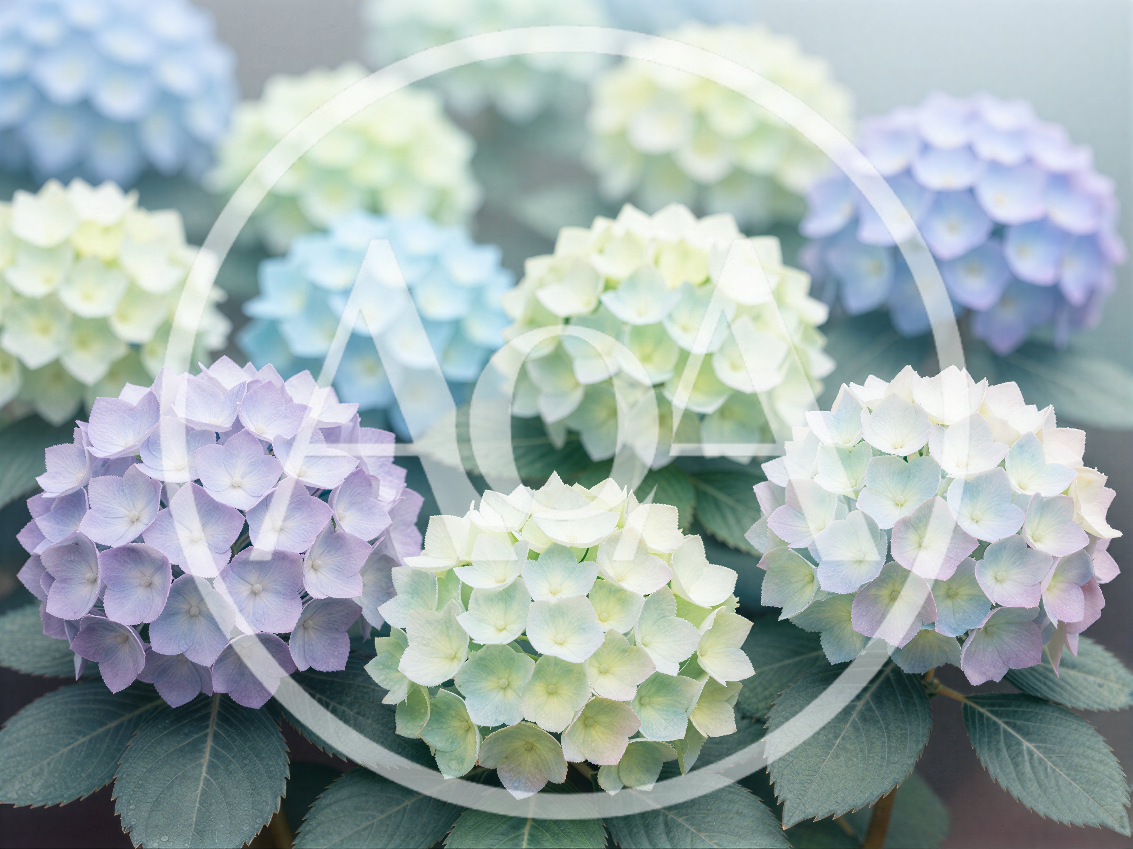 Beautiful Pastel Hydrangea Flowers In Full Bloom