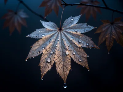 Dew Covered Maple Leaf Against Dark Background