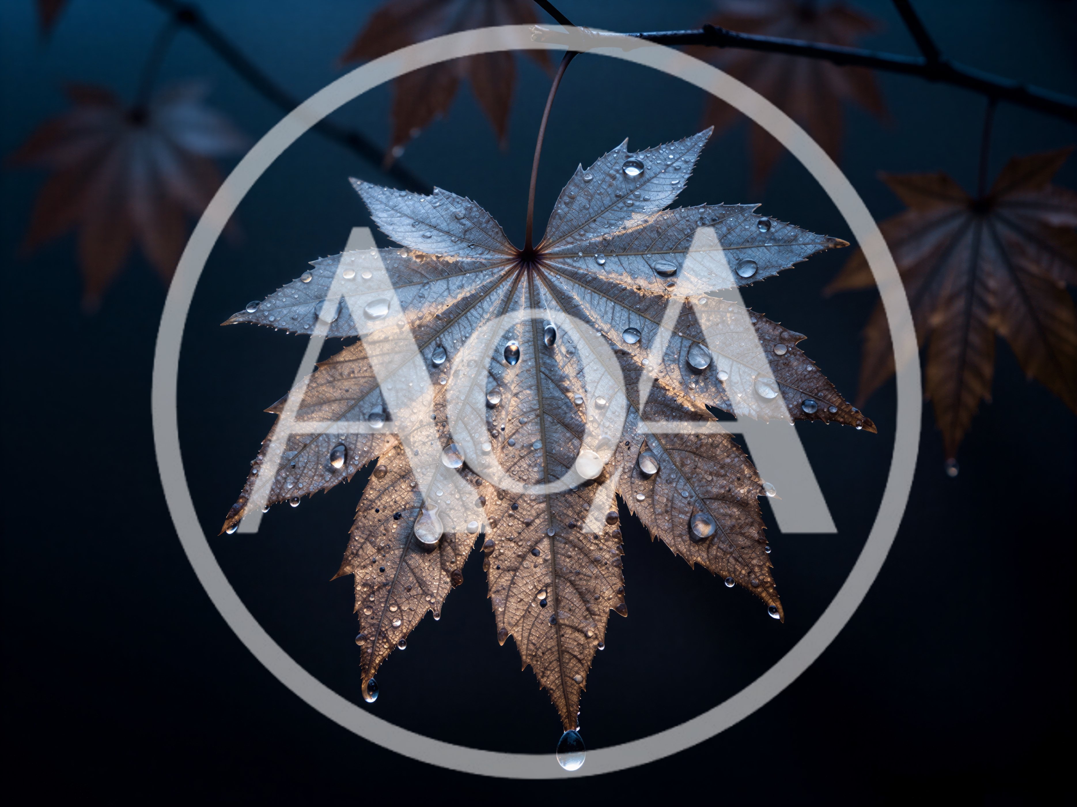 Dew Covered Maple Leaf Against Dark Background