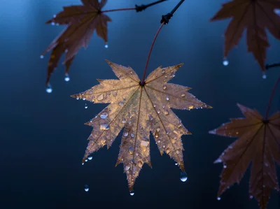 Autumn Maple Leaves With Raindrops On Dark Background