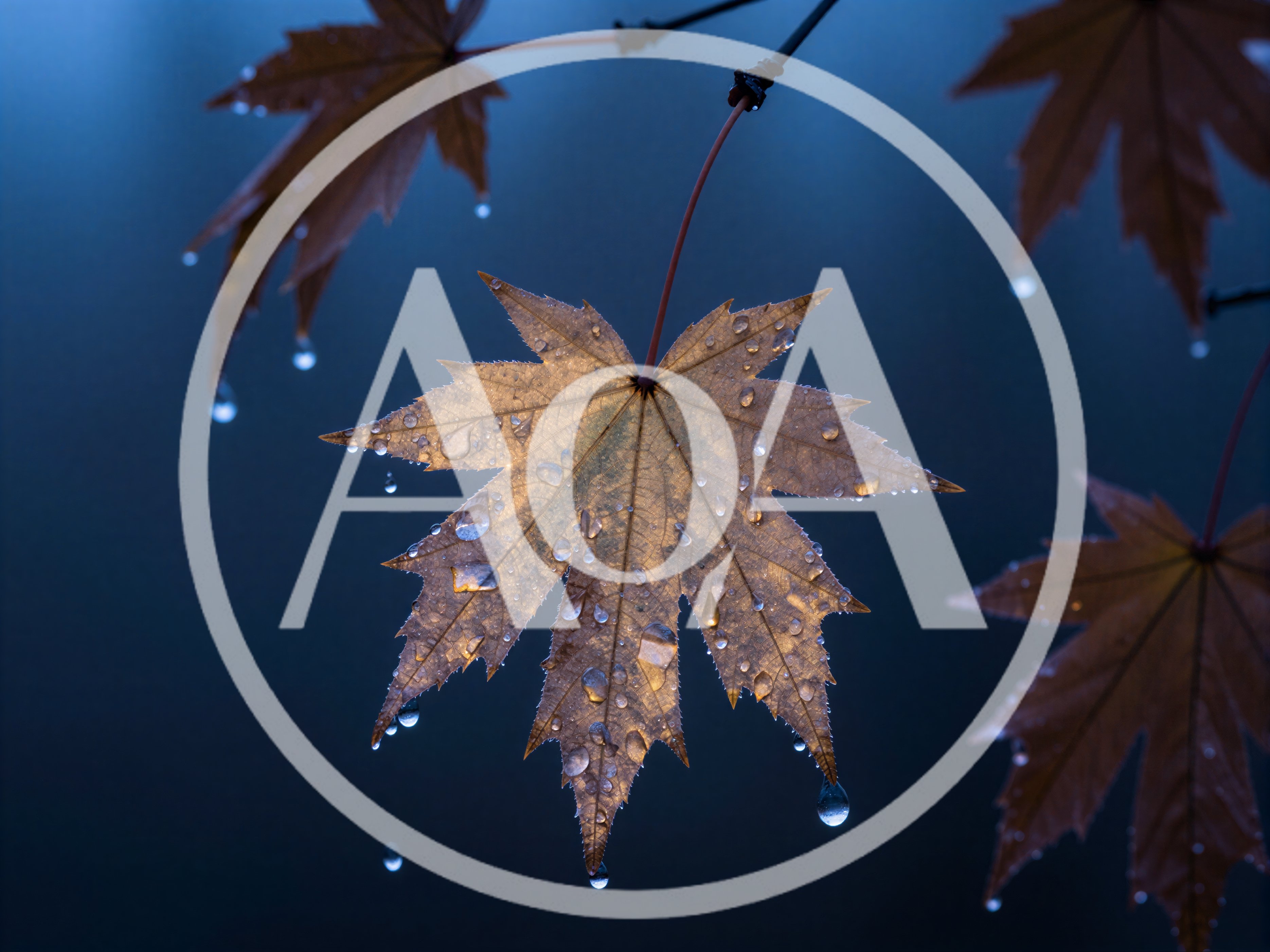 Autumn Maple Leaves With Raindrops On Dark Background