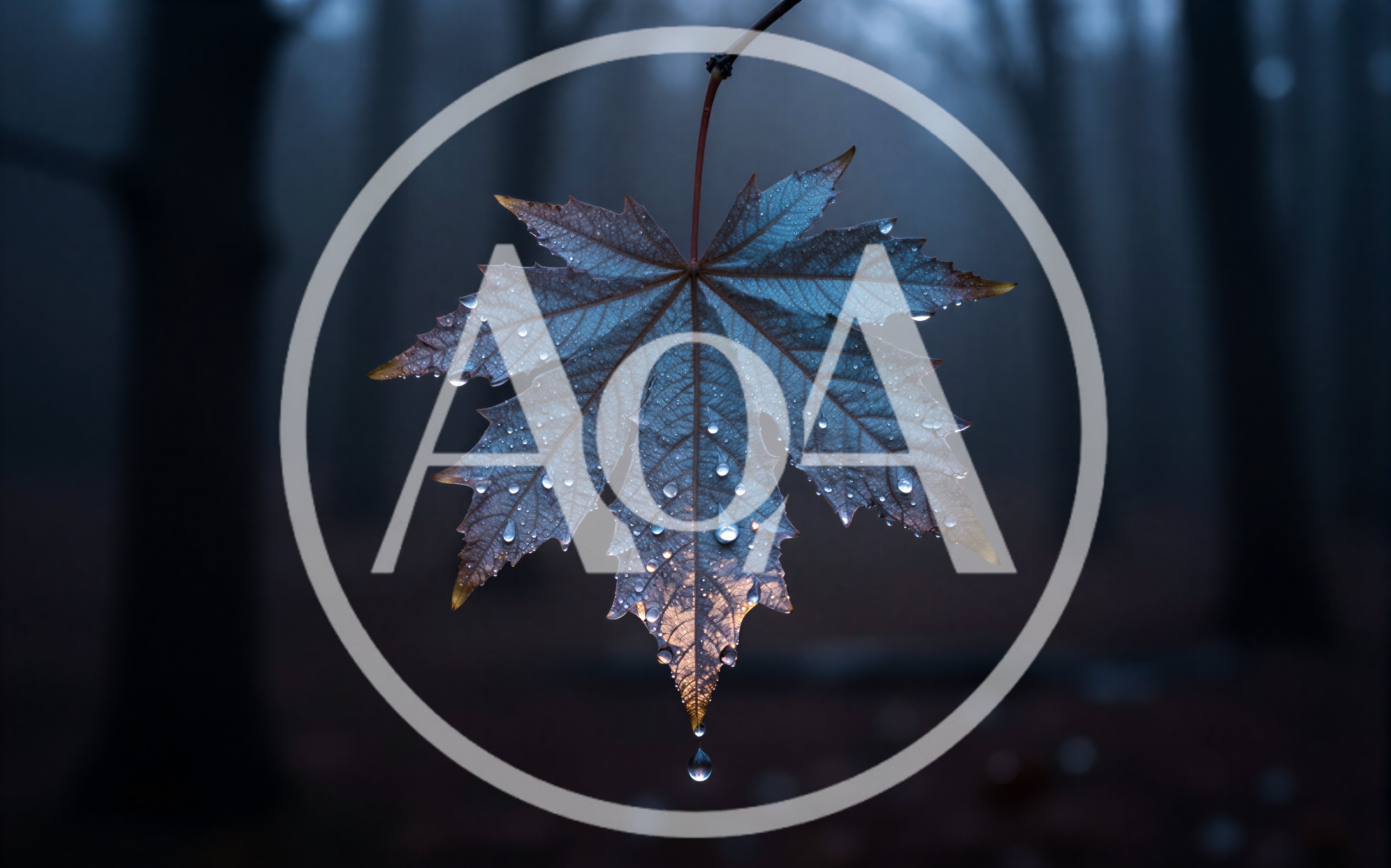 Single Maple Leaf With Raindrops In Misty Forest