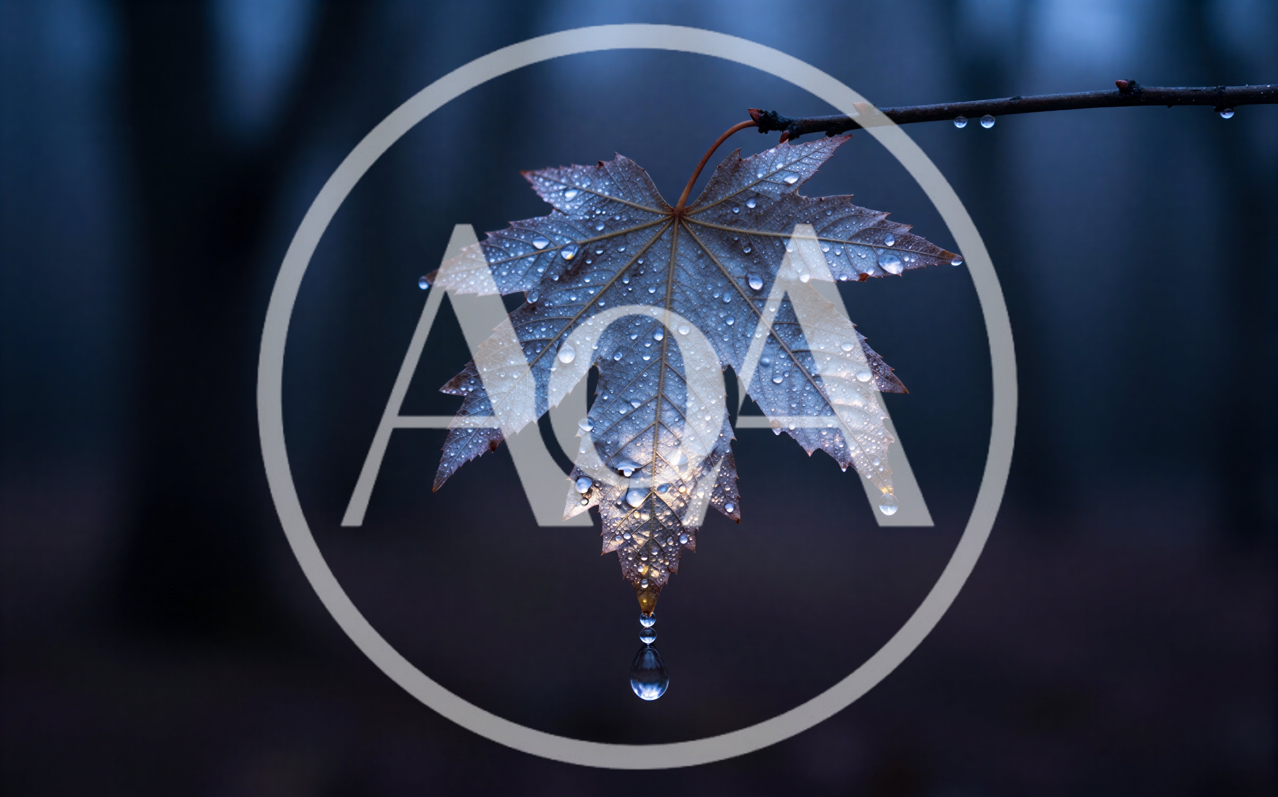 Single Maple Leaf With Raindrops Hanging From Branch