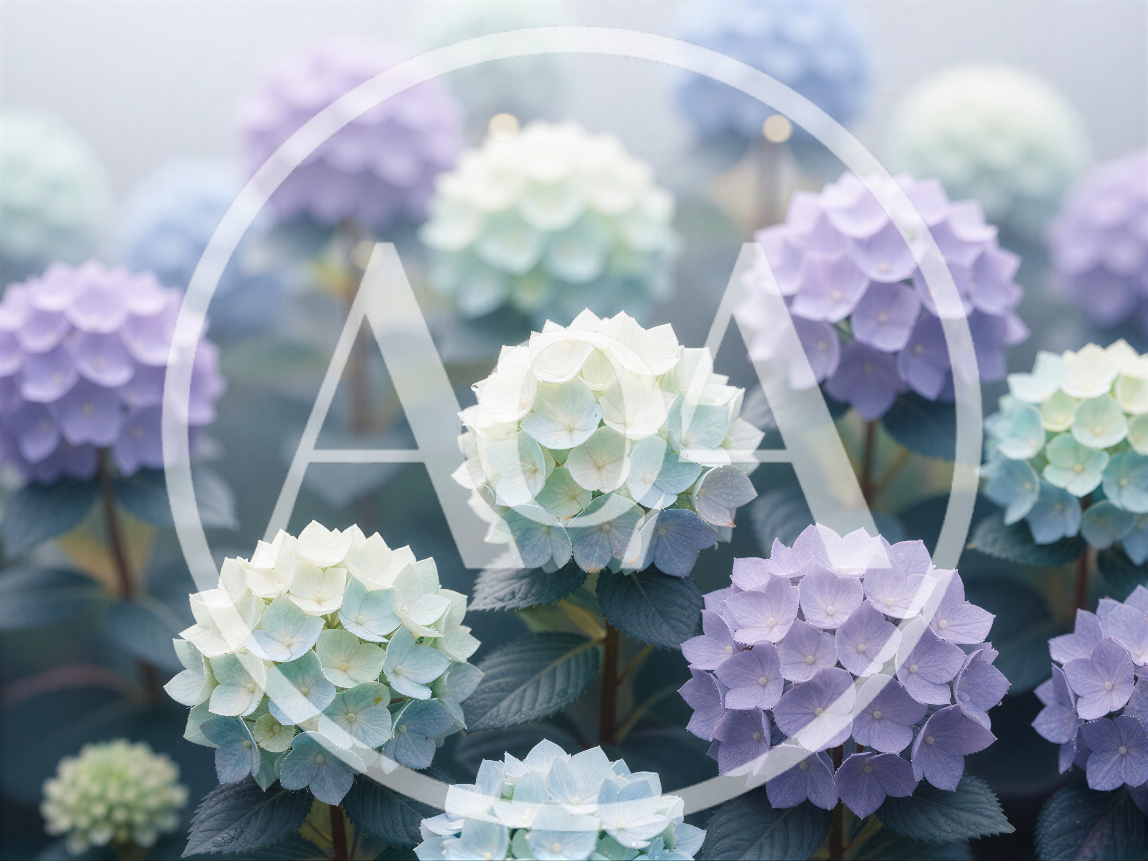 Beautiful Pastel Hydrangea Flowers In A Garden