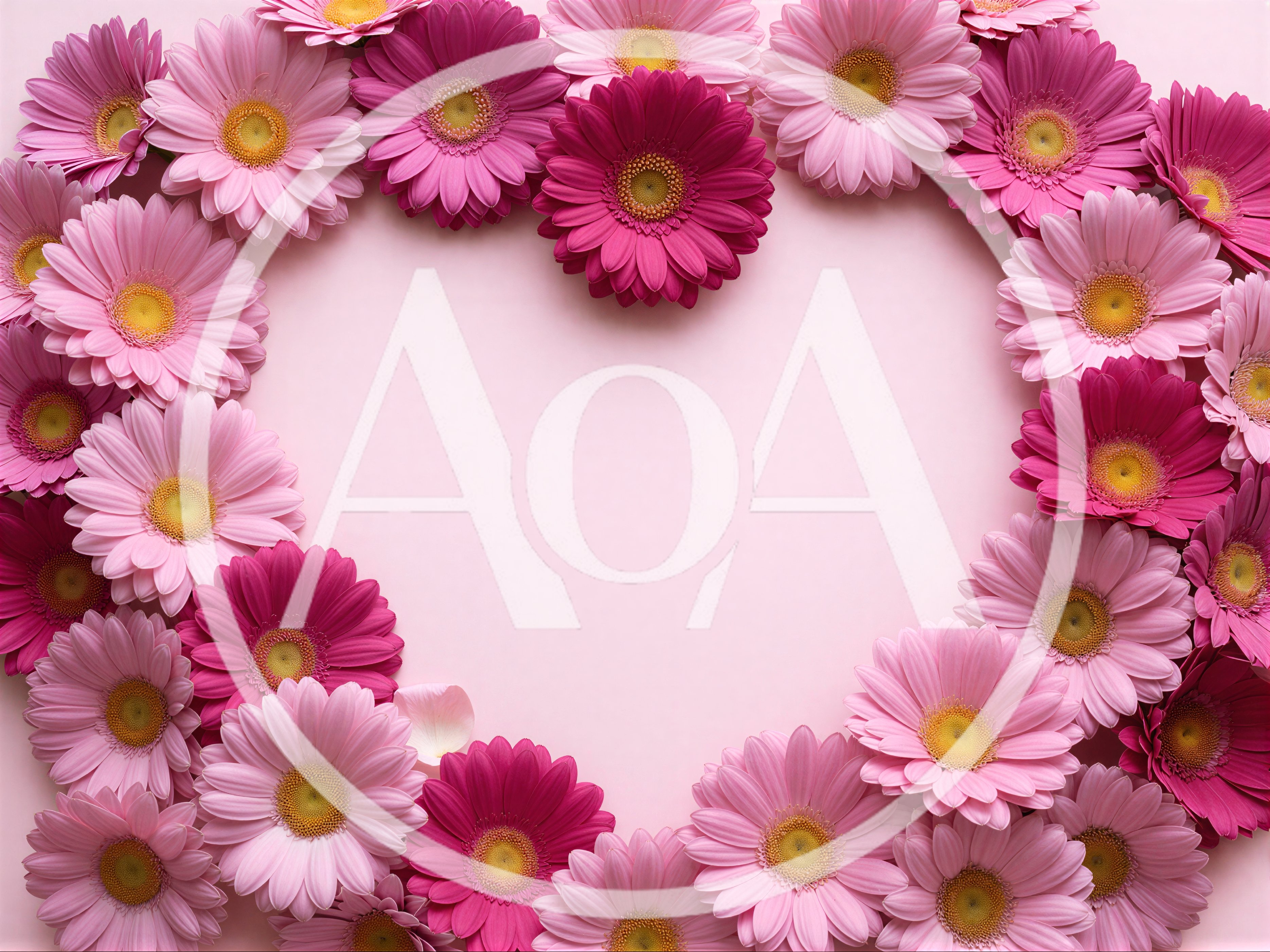 Heart Shape Frame Made Of Pink Gerbera Flowers