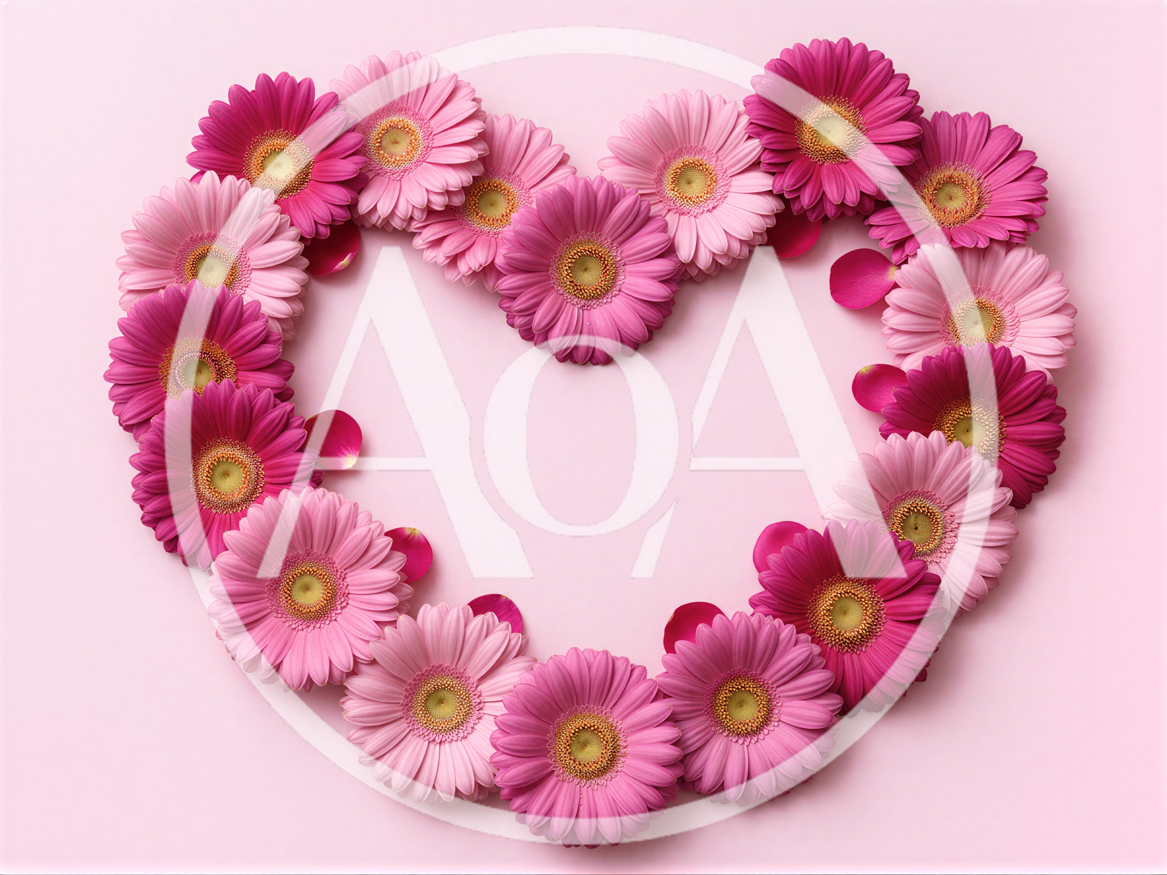 Heart Shape Made Of Pink Gerbera Flowers