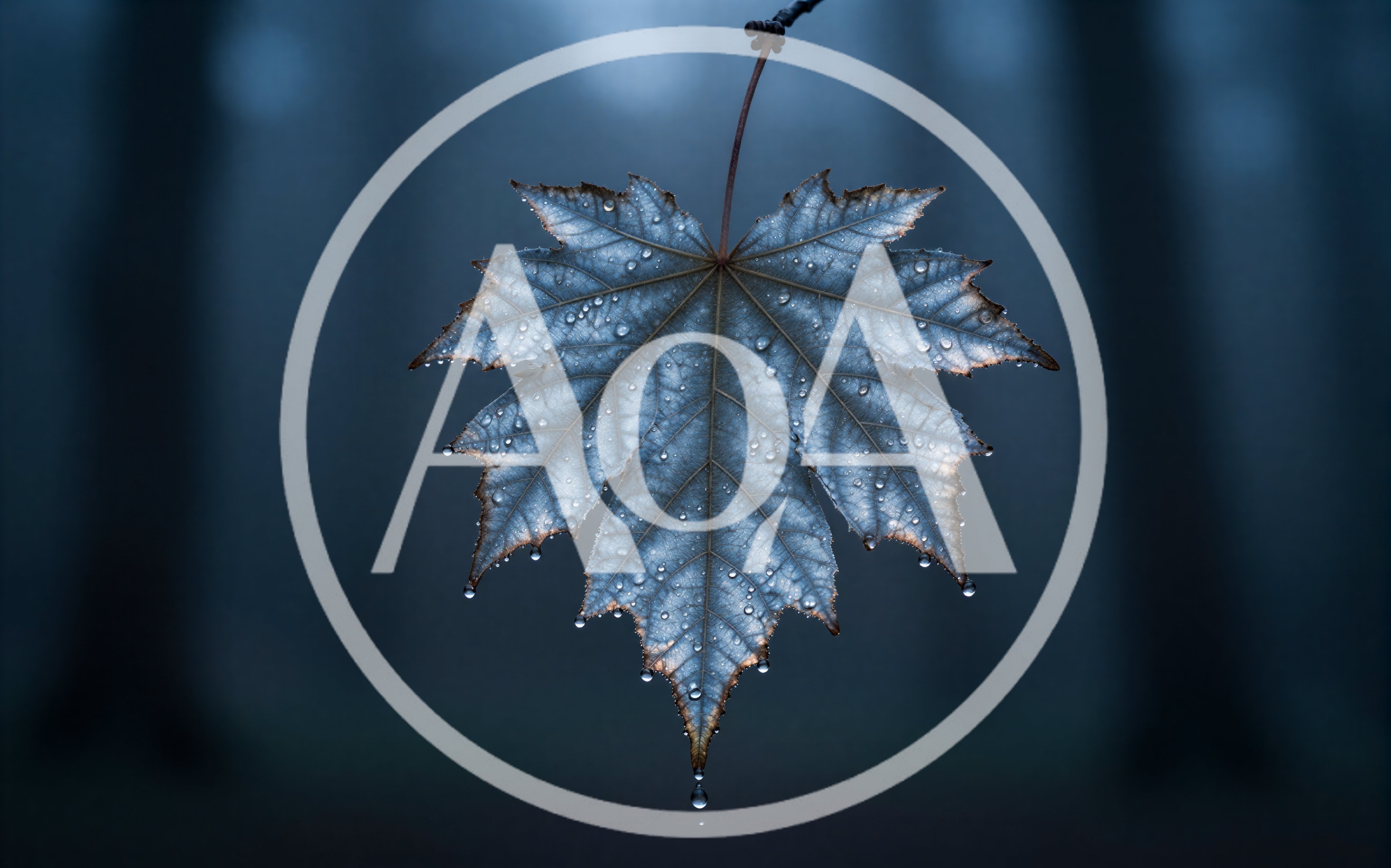 Single Maple Leaf With Raindrops In Misty Forest