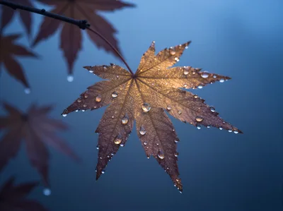 Dew Covered Japanese Maple Leaf Against Blue Background