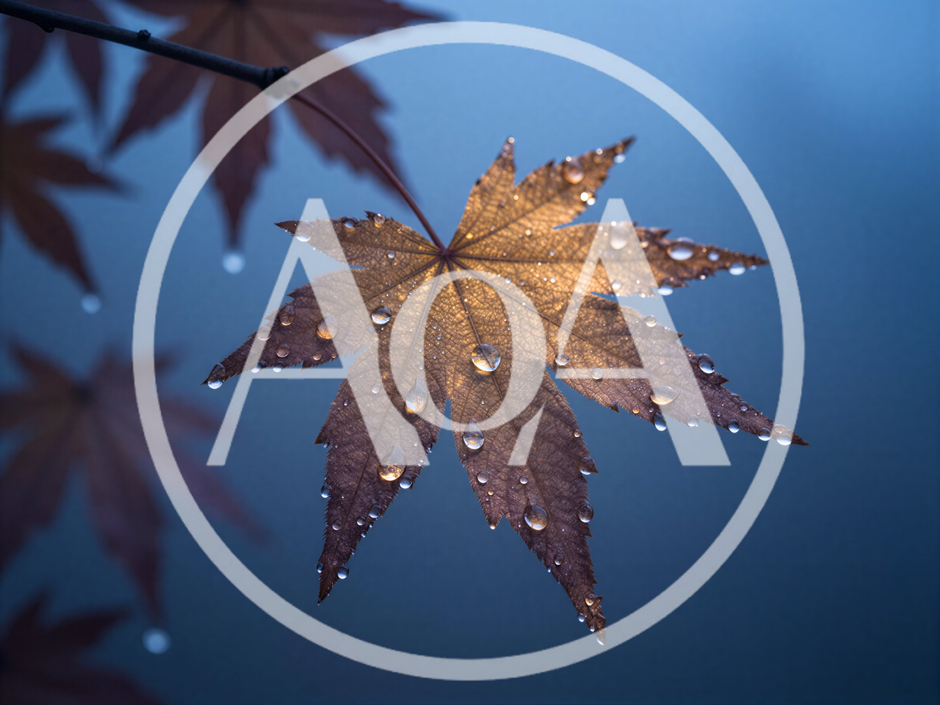 Dew Covered Japanese Maple Leaf Against Blue Background