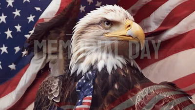Bald Eagle Wearing American Flag Tie Memorial Day Graphic